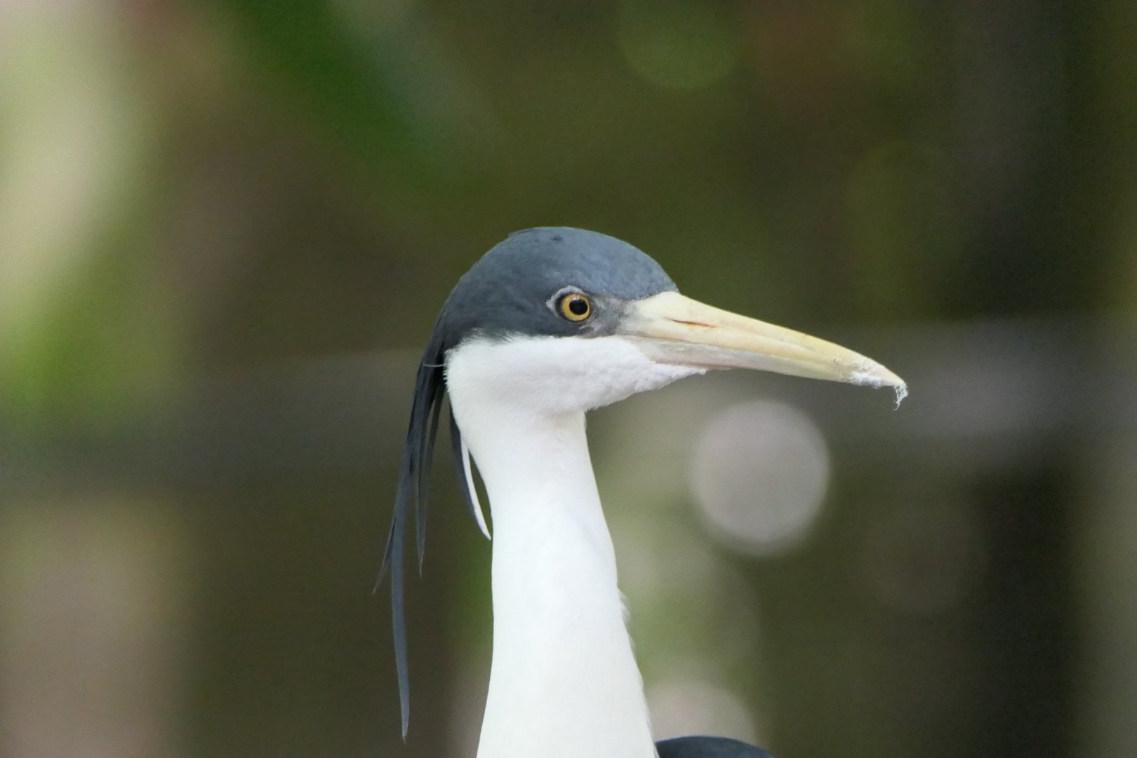 Pied Heron