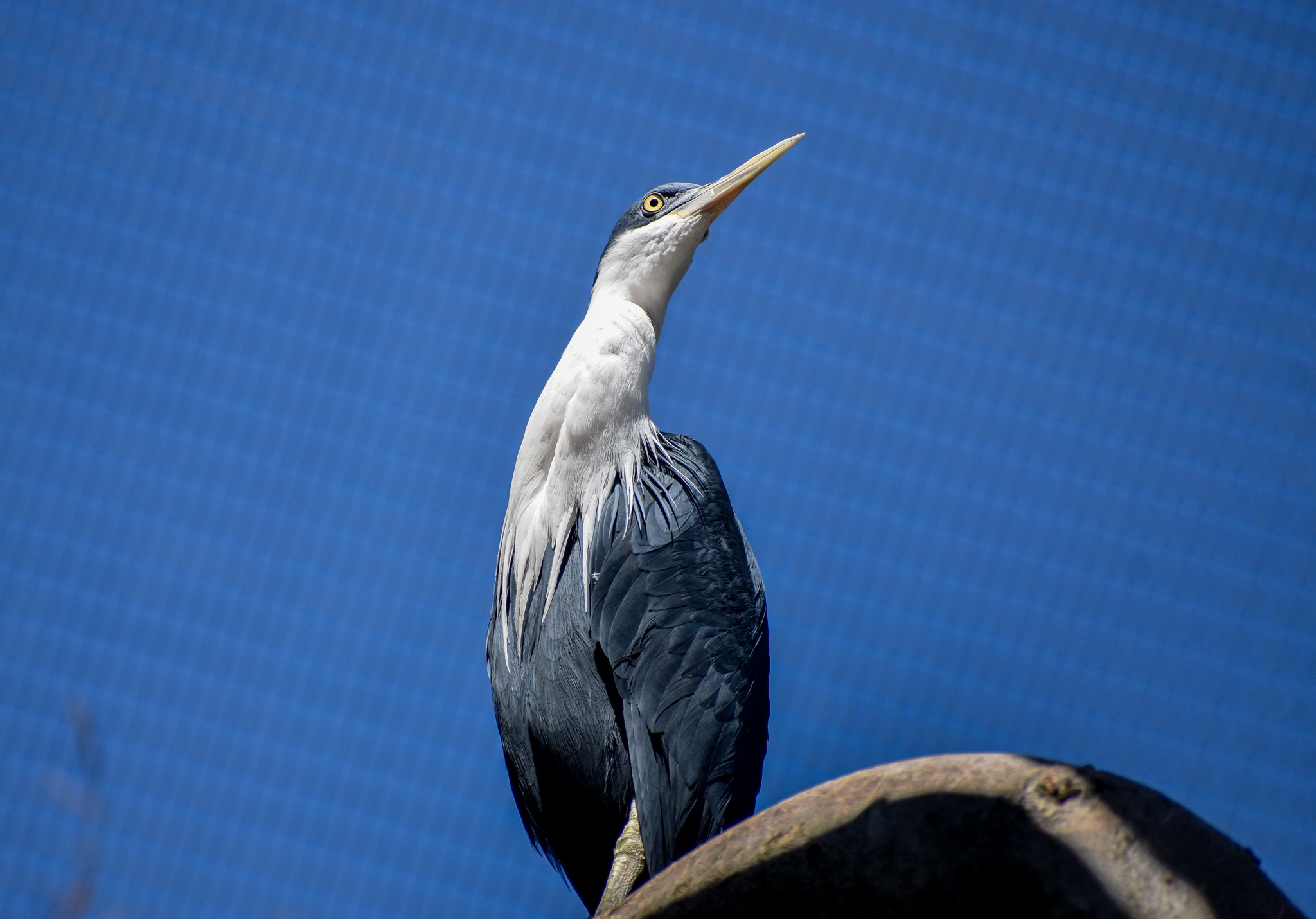 Pied Heron