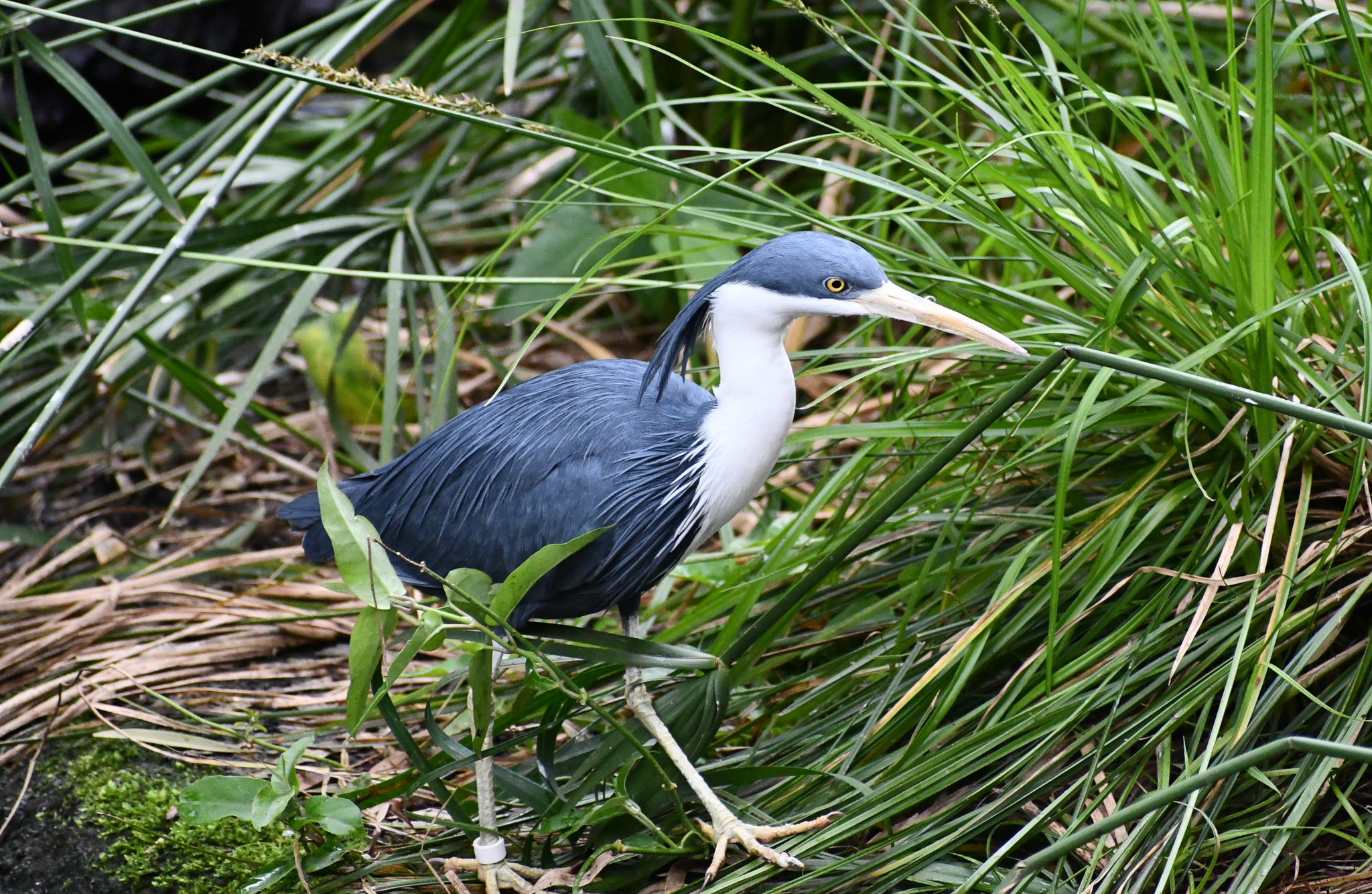 Pied Heron