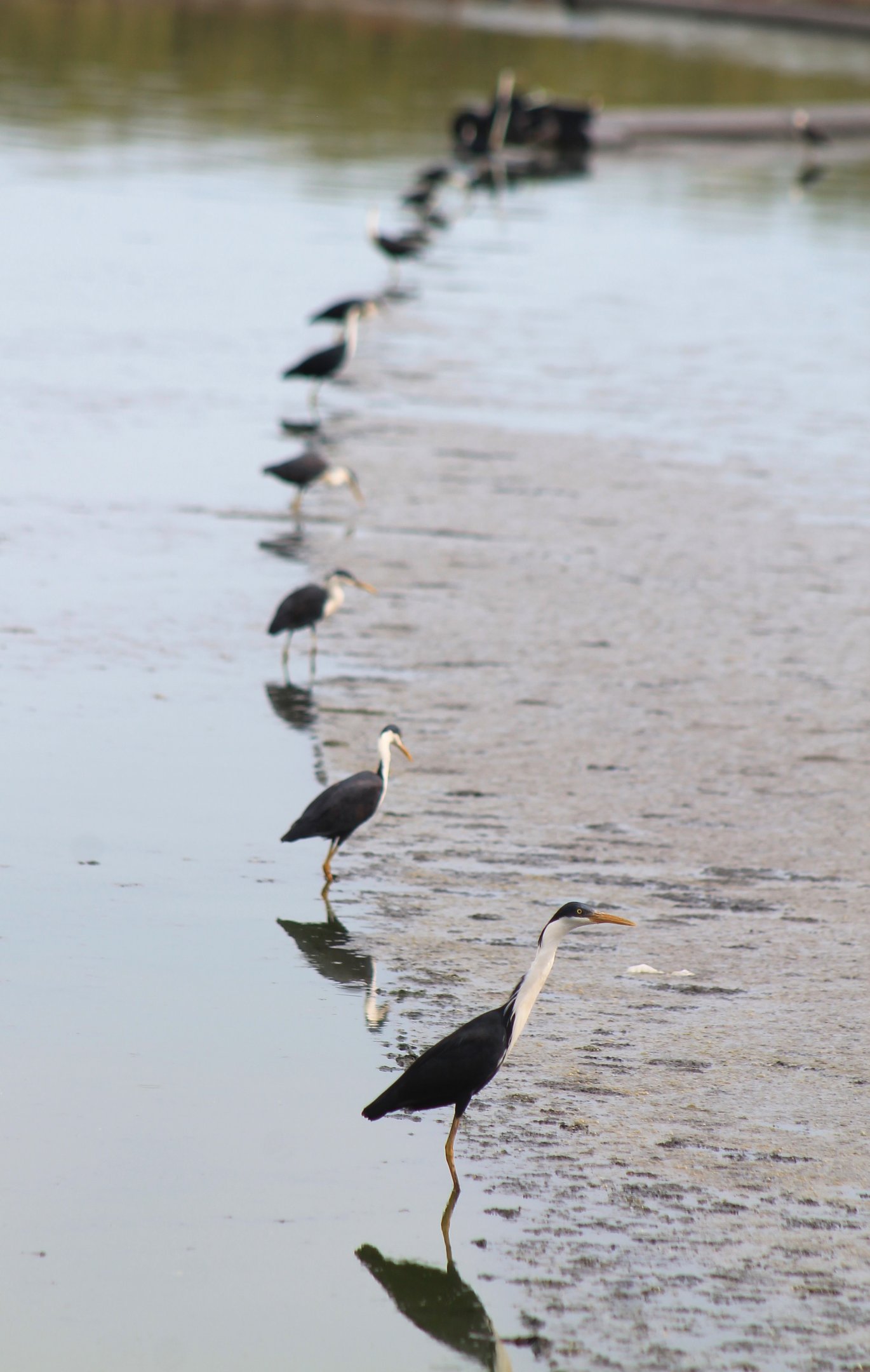 Pied Herons (Egretta picata)