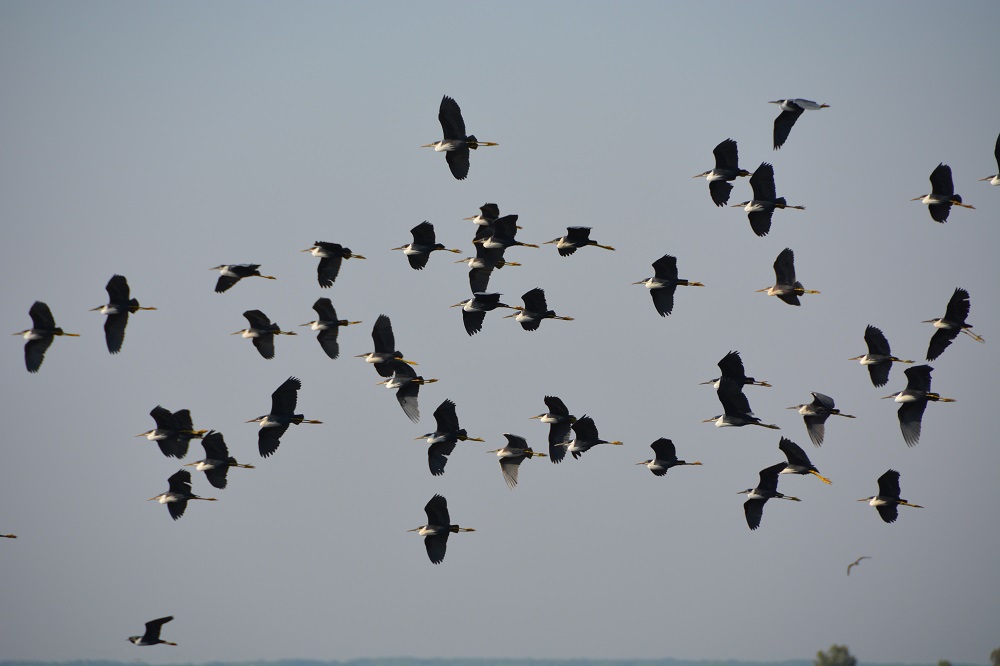 Pied herons