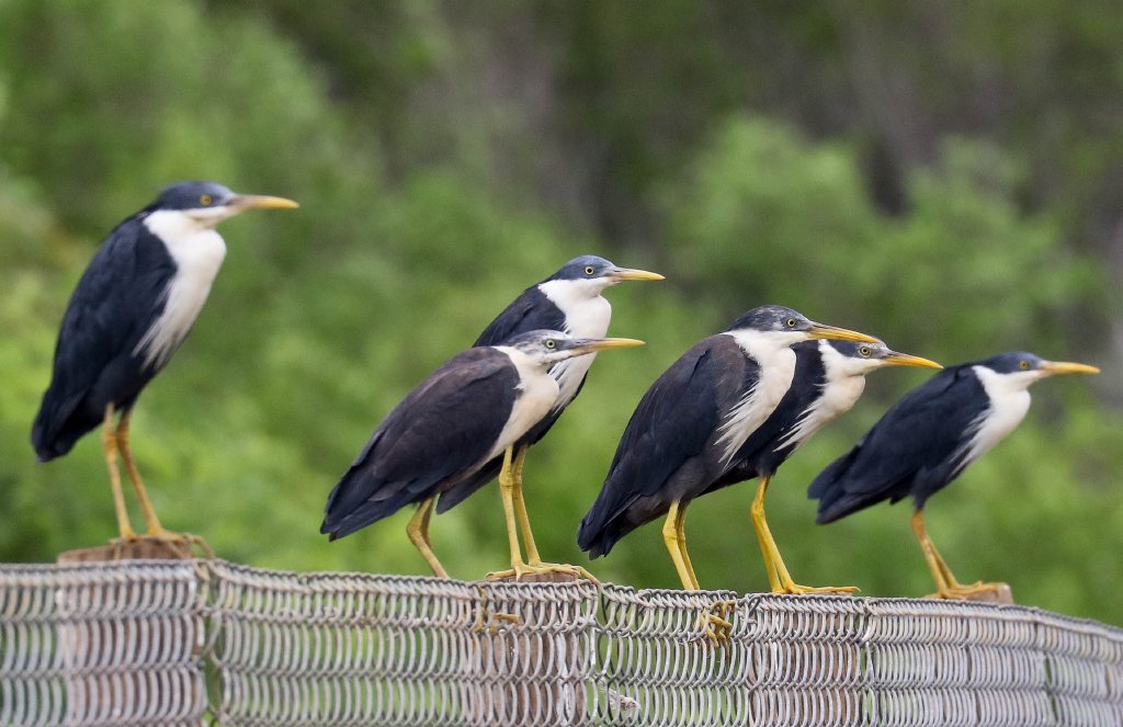 Pied Herons