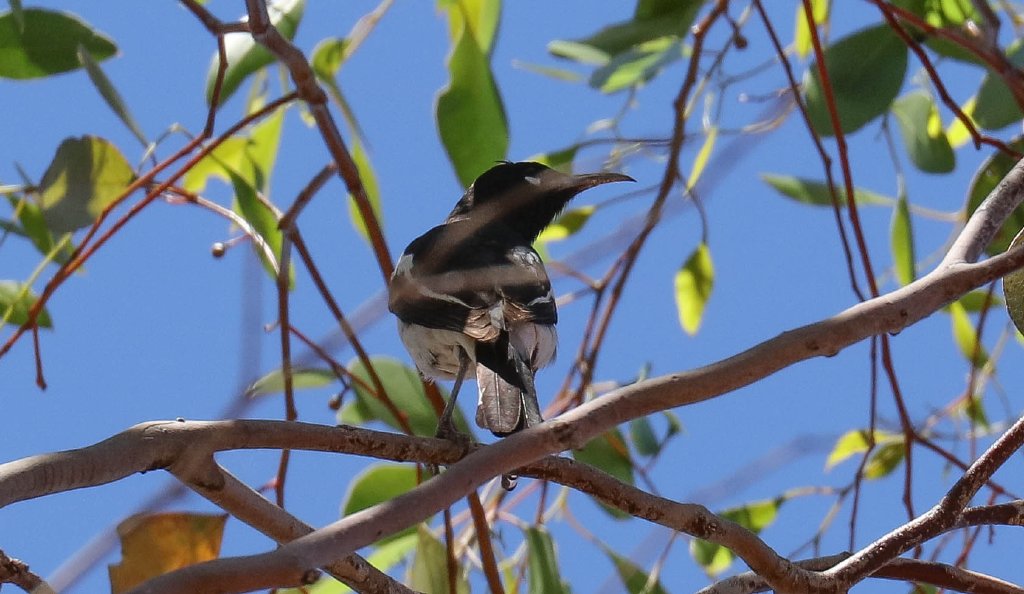 Pied Honeyeater