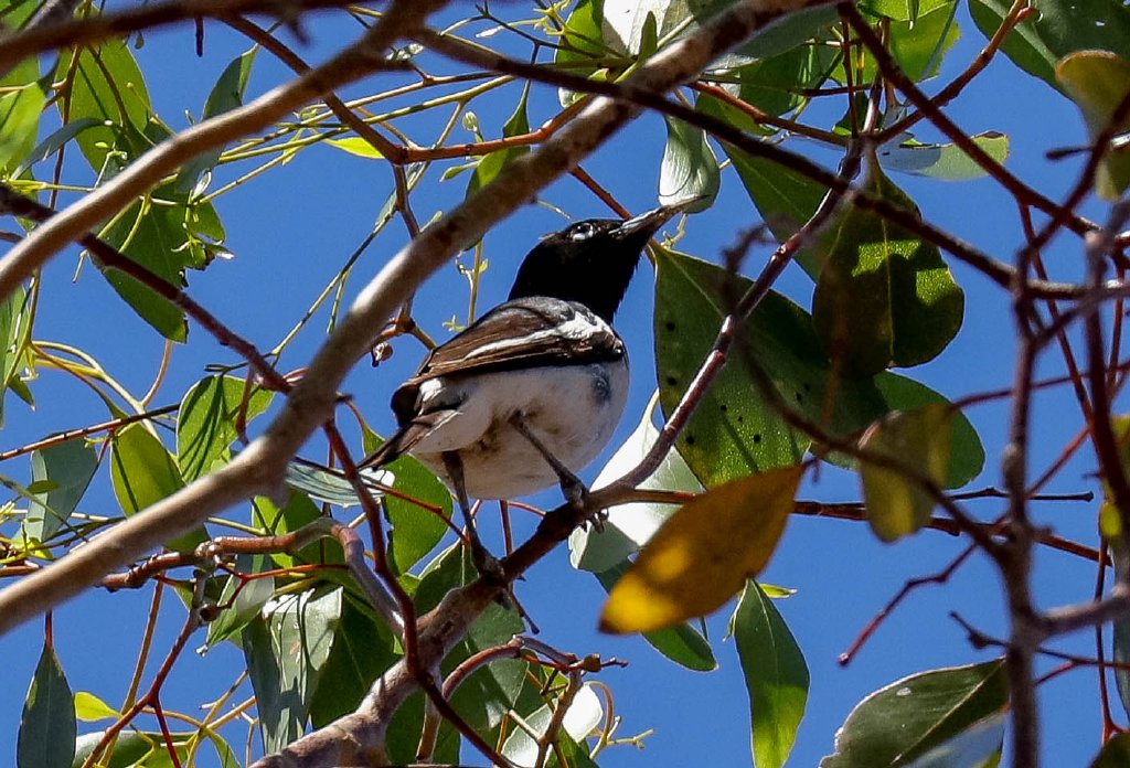 Pied Honeyeater