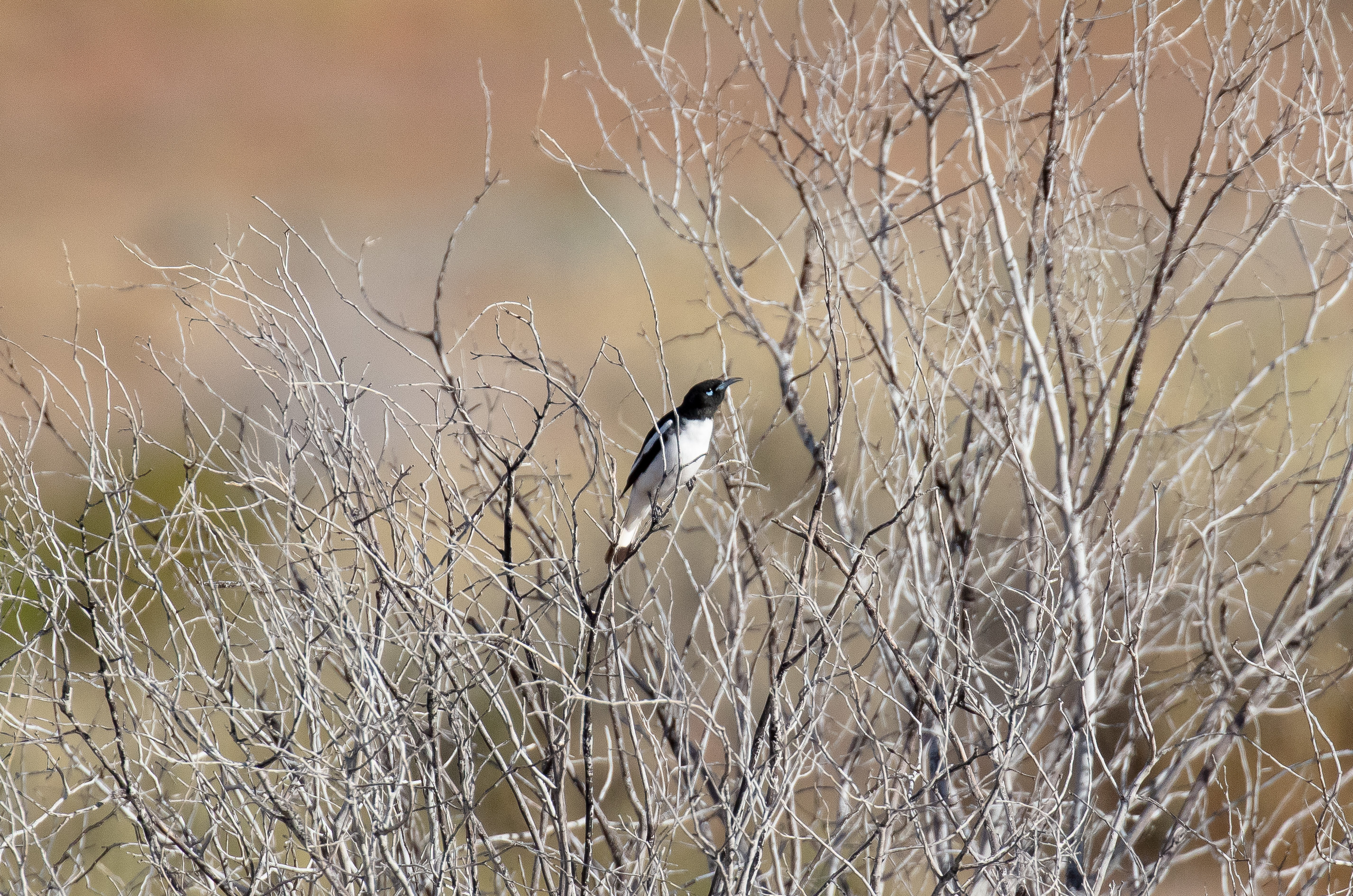 Pied Honeyeater