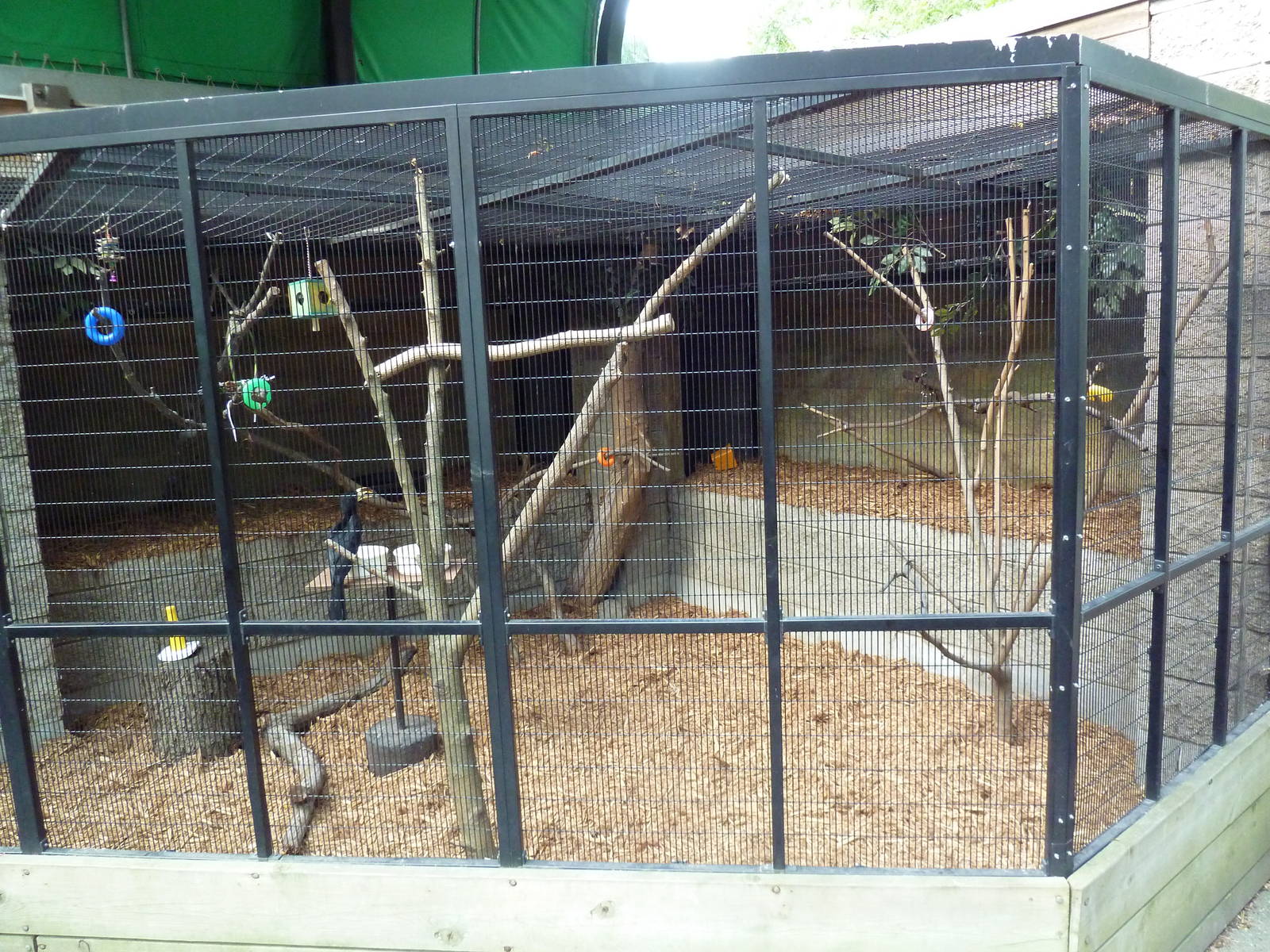 Pied Hornbill Exhibit