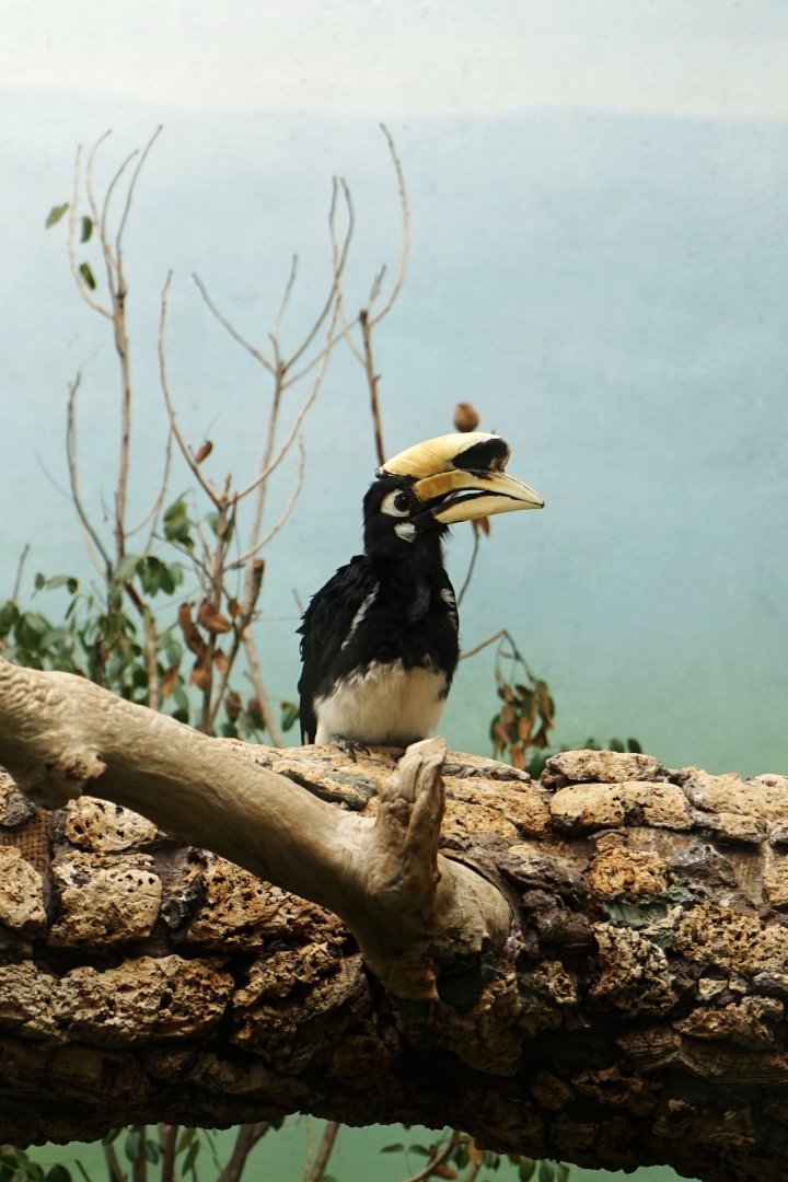 Pied Hornbill, May 2015