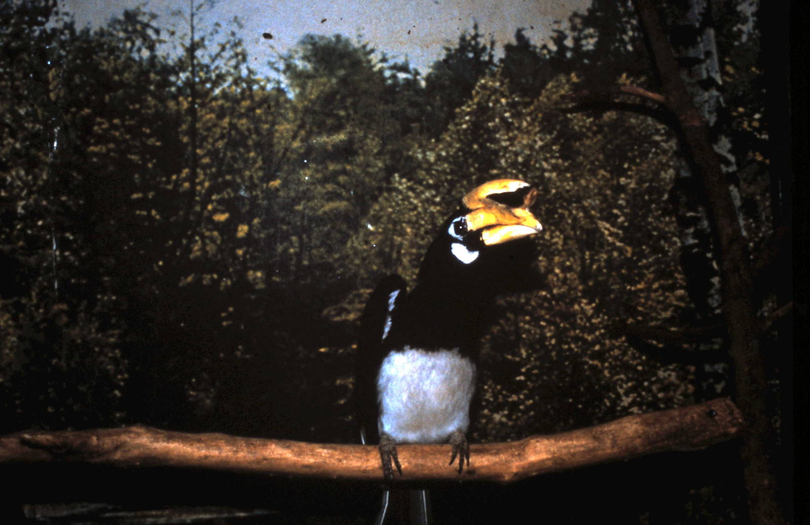 Pied hornbill