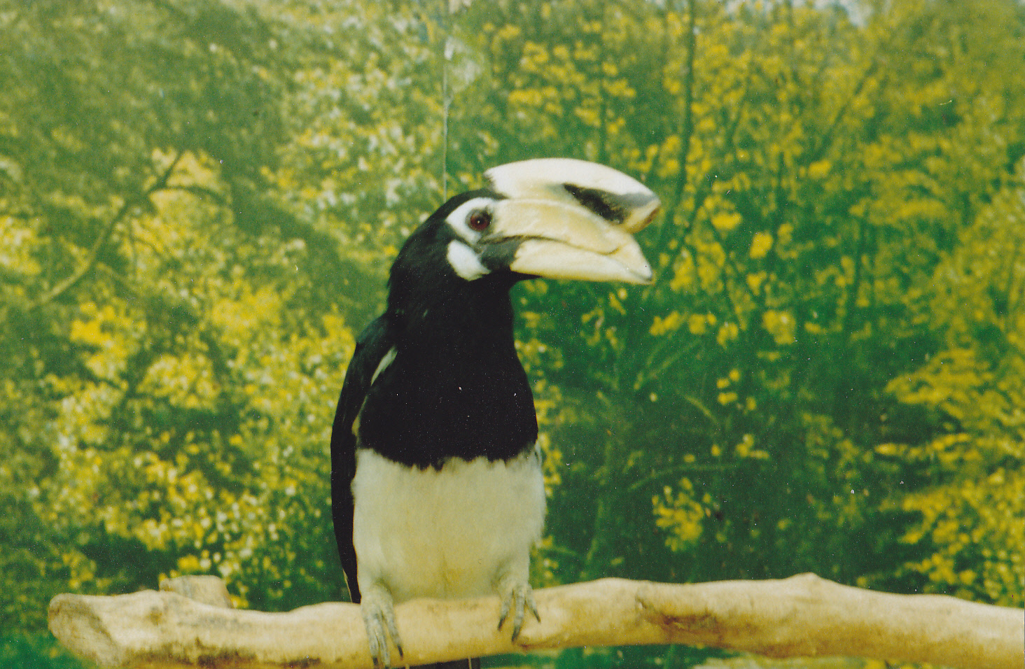 Pied hornbill