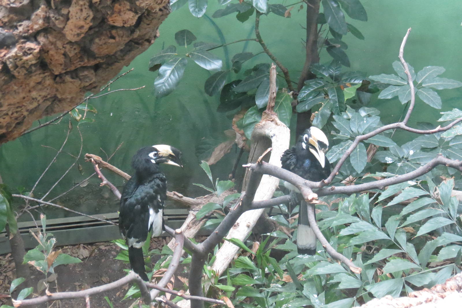 Pied Hornbill
