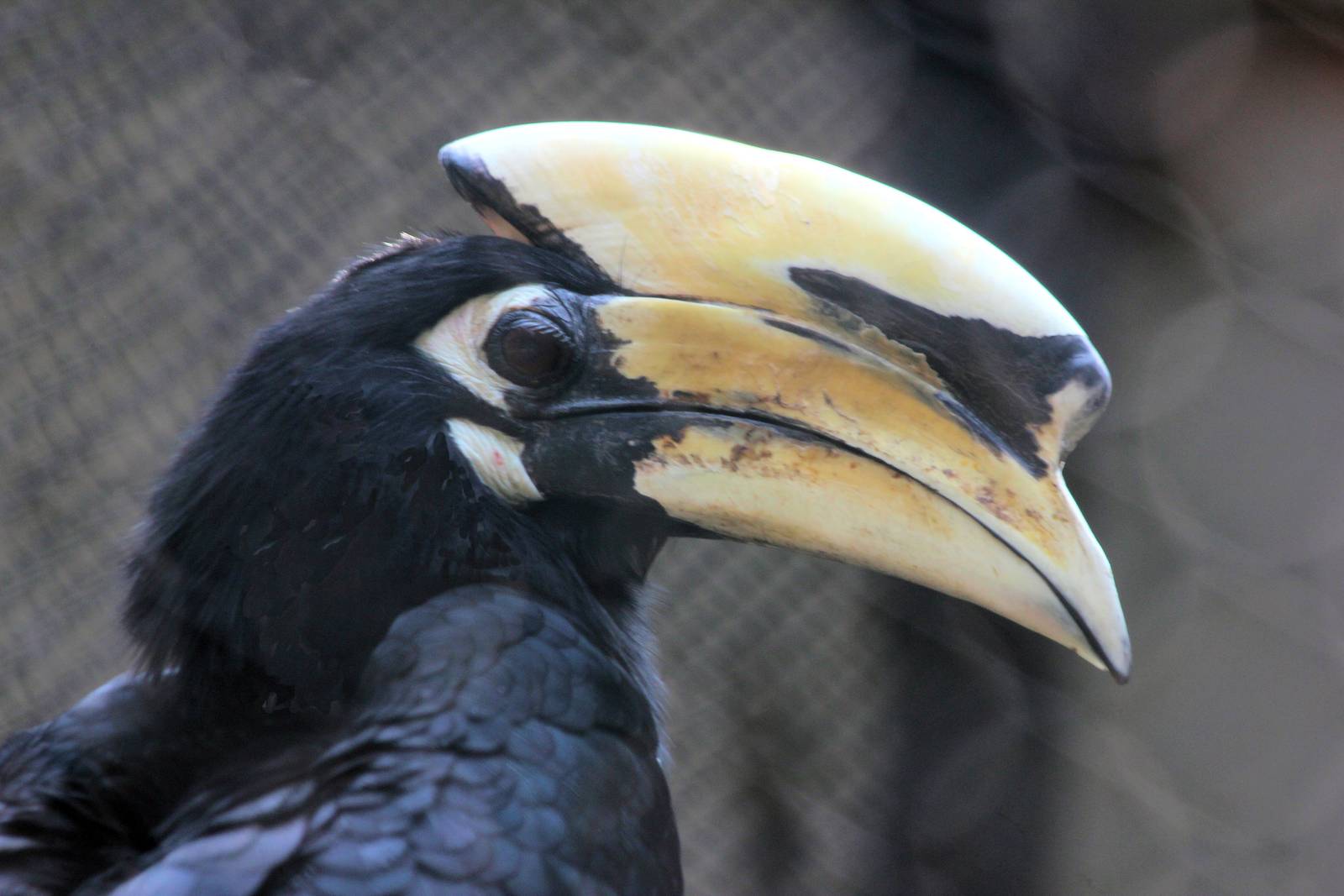 Pied Hornbill