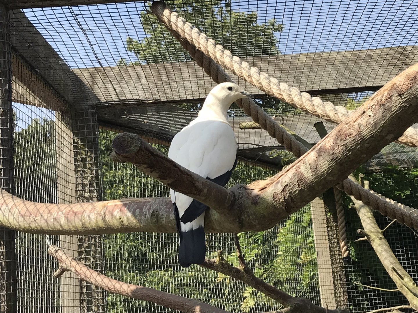 Pied imperial-pigeon 070818