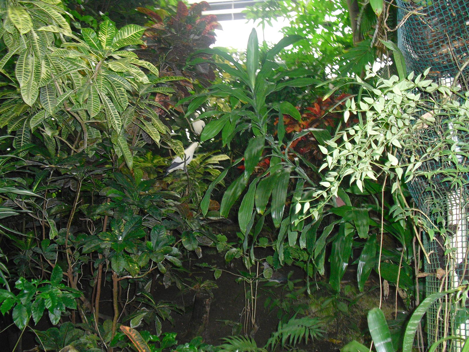 Pied Imperial Pigeon - 12/10/2011