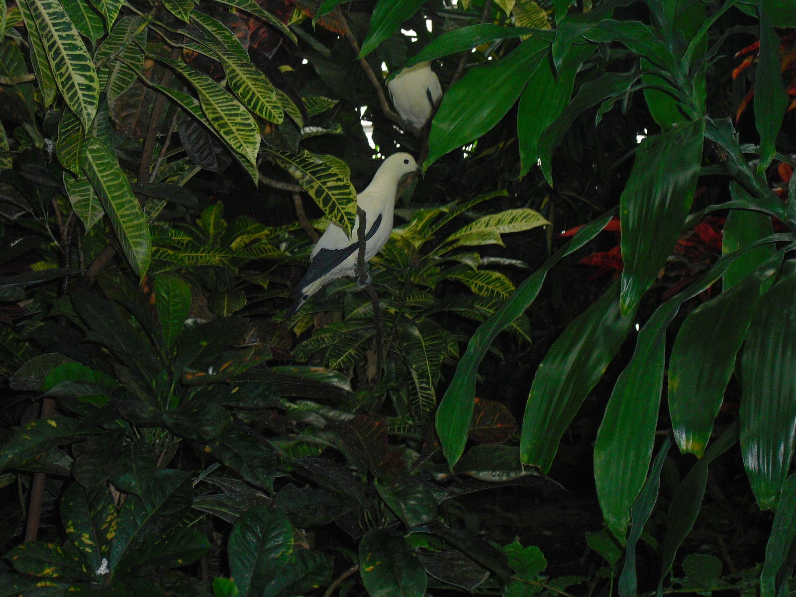 Pied Imperial Pigeon - 12/10/2011