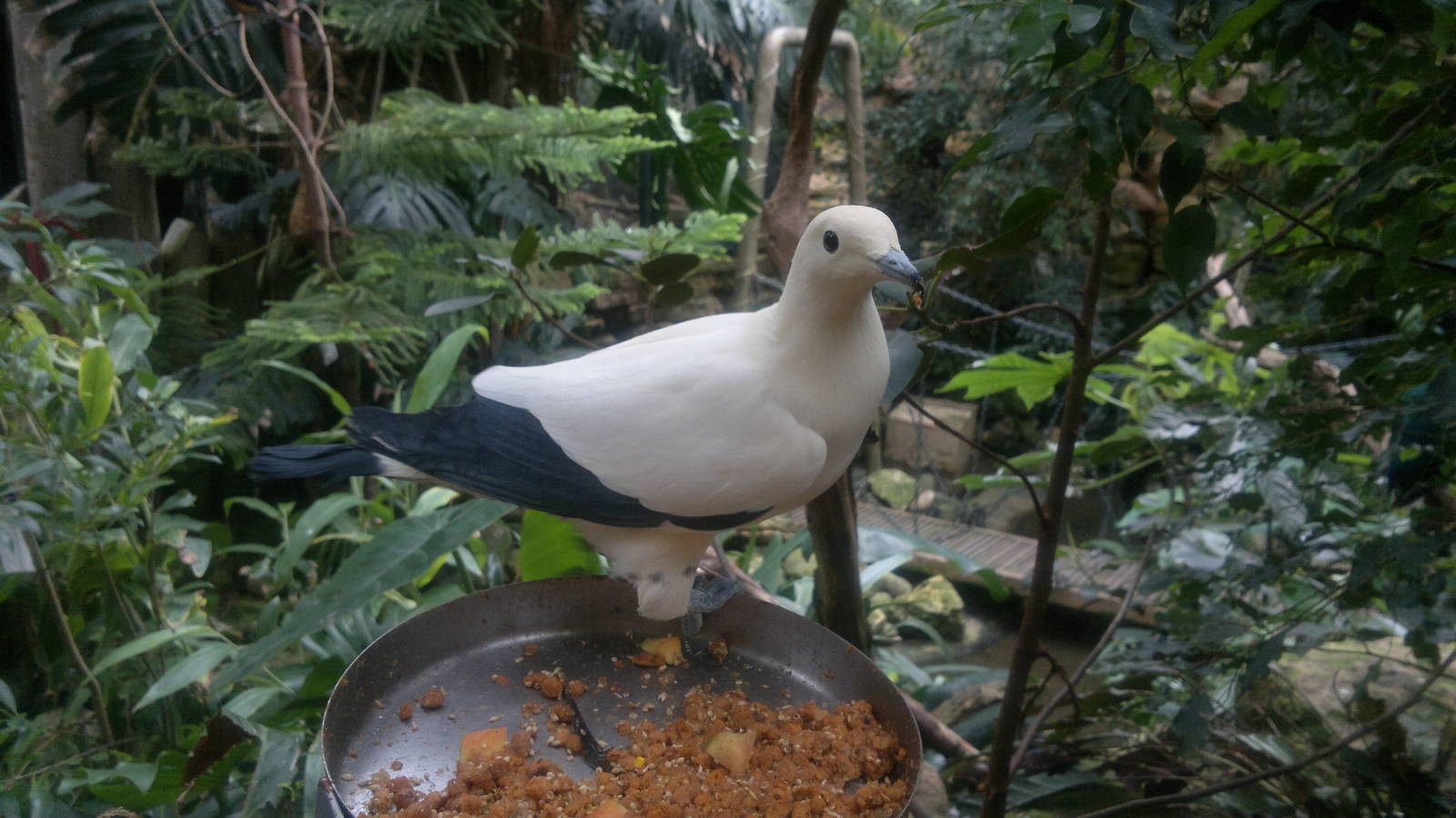 Pied Imperial Pigeon 17/7/12