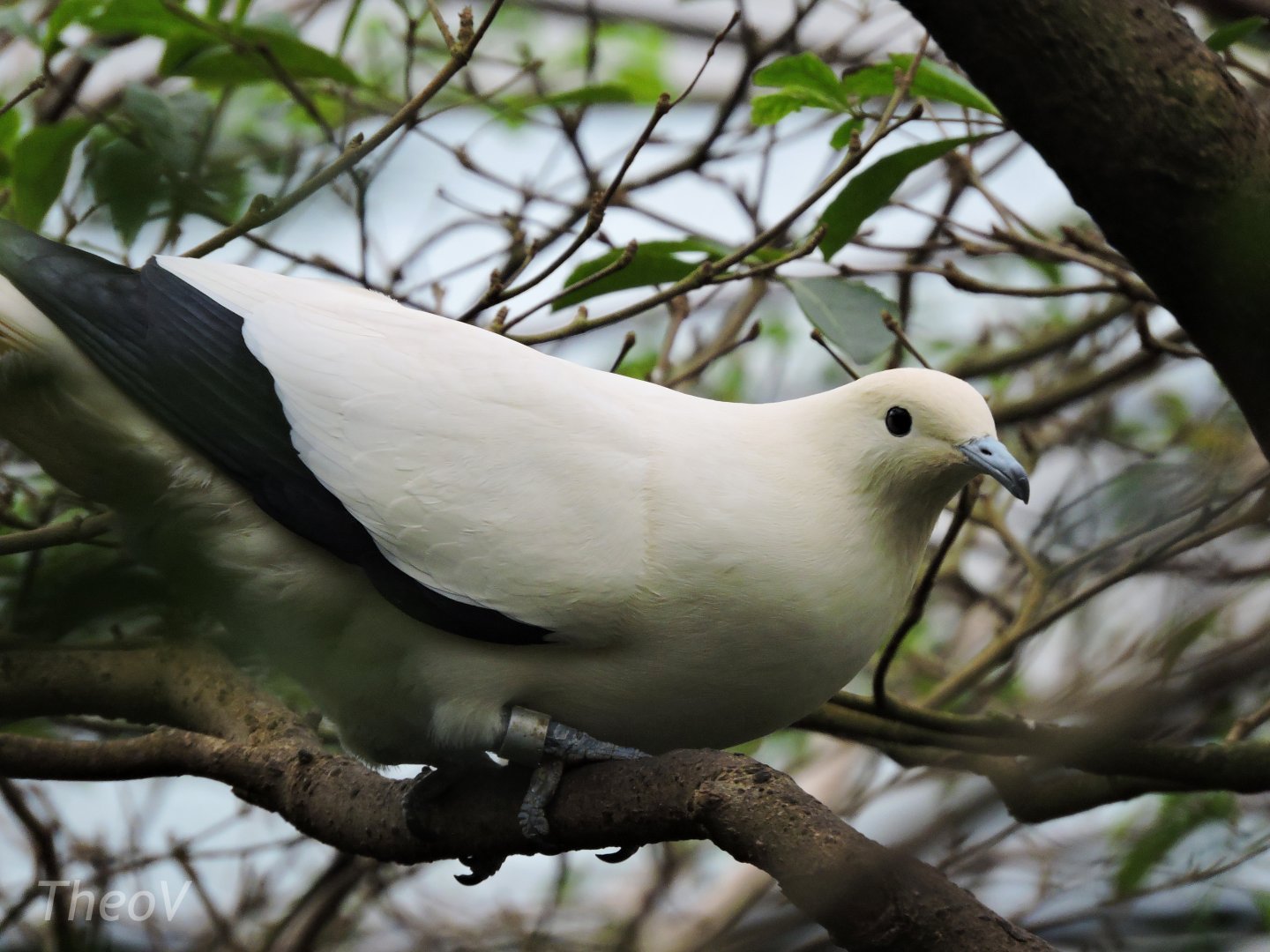 Pied imperial pigeon [2016]