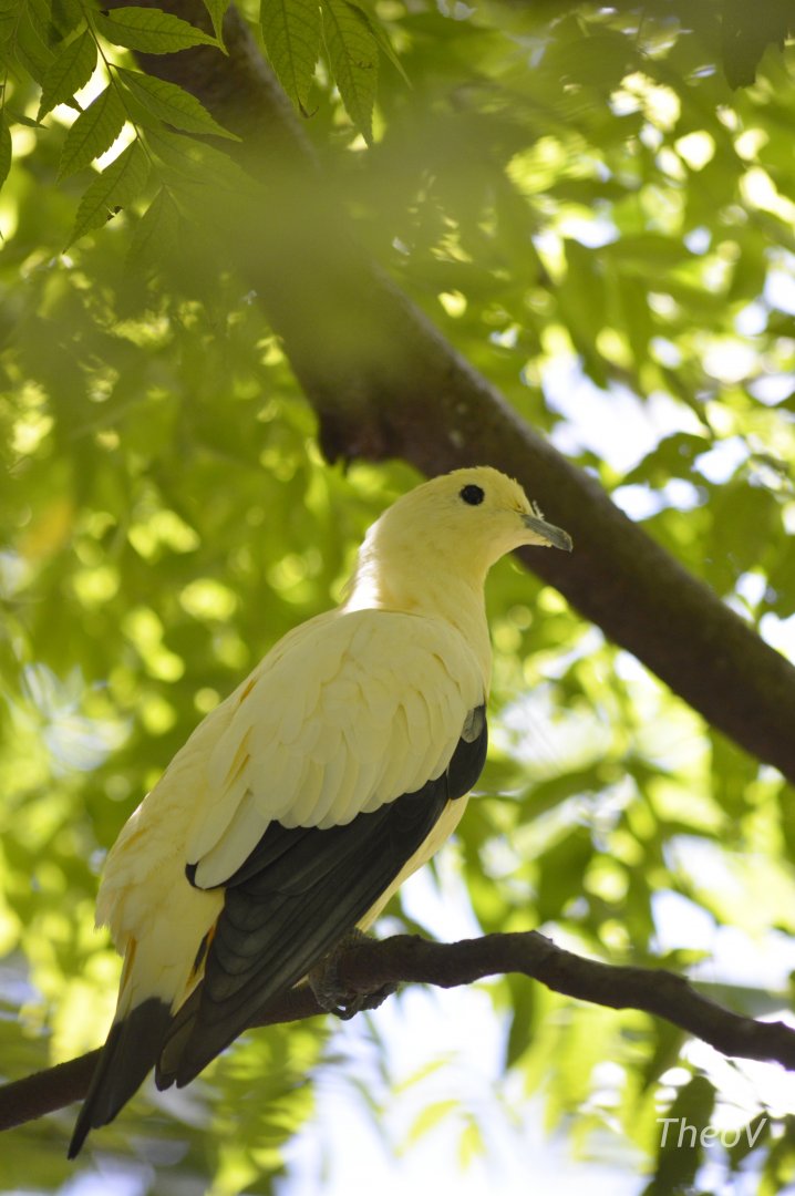 Pied imperial pigeon [2017]