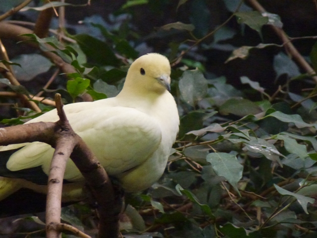 Pied Imperial Pigeon 23.5.12
