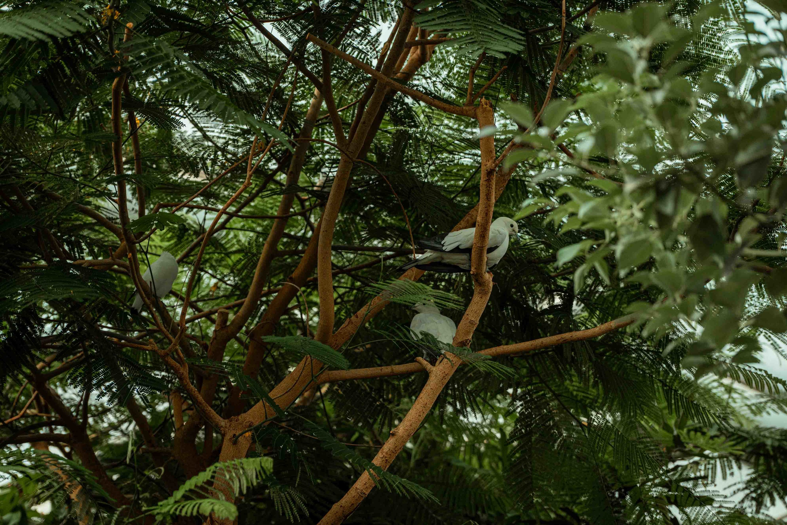 Pied Imperial Pigeon and Bali Myna