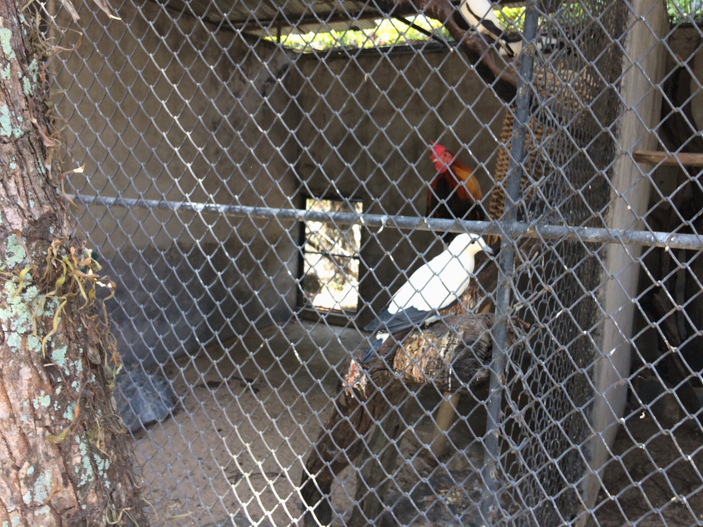 Pied Imperial Pigeon and Chicken Aviary