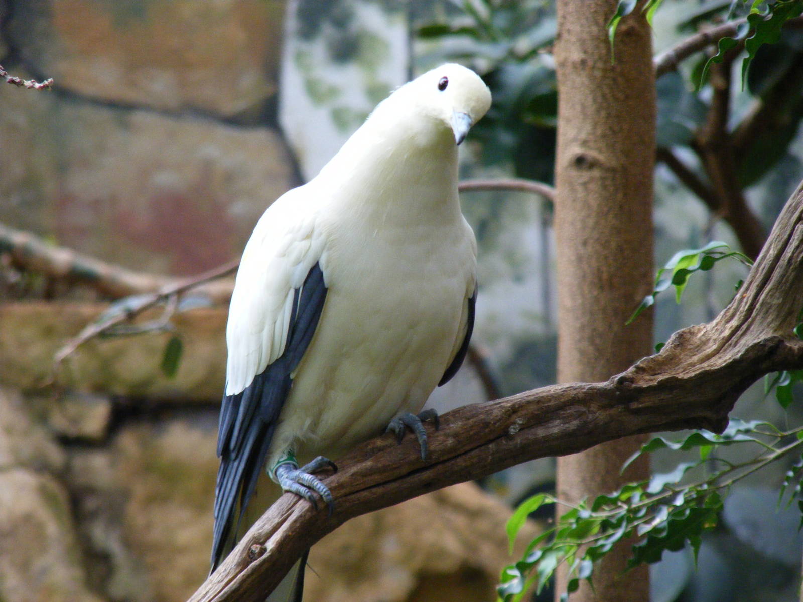 Pied imperial pigeon at Bristol Zoo, 1 August 2010