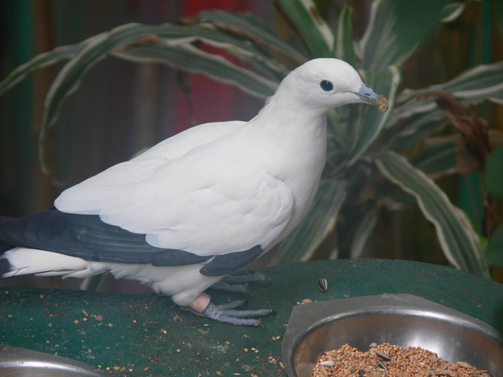 Pied Imperial Pigeon at Tropical World, 30/06/13