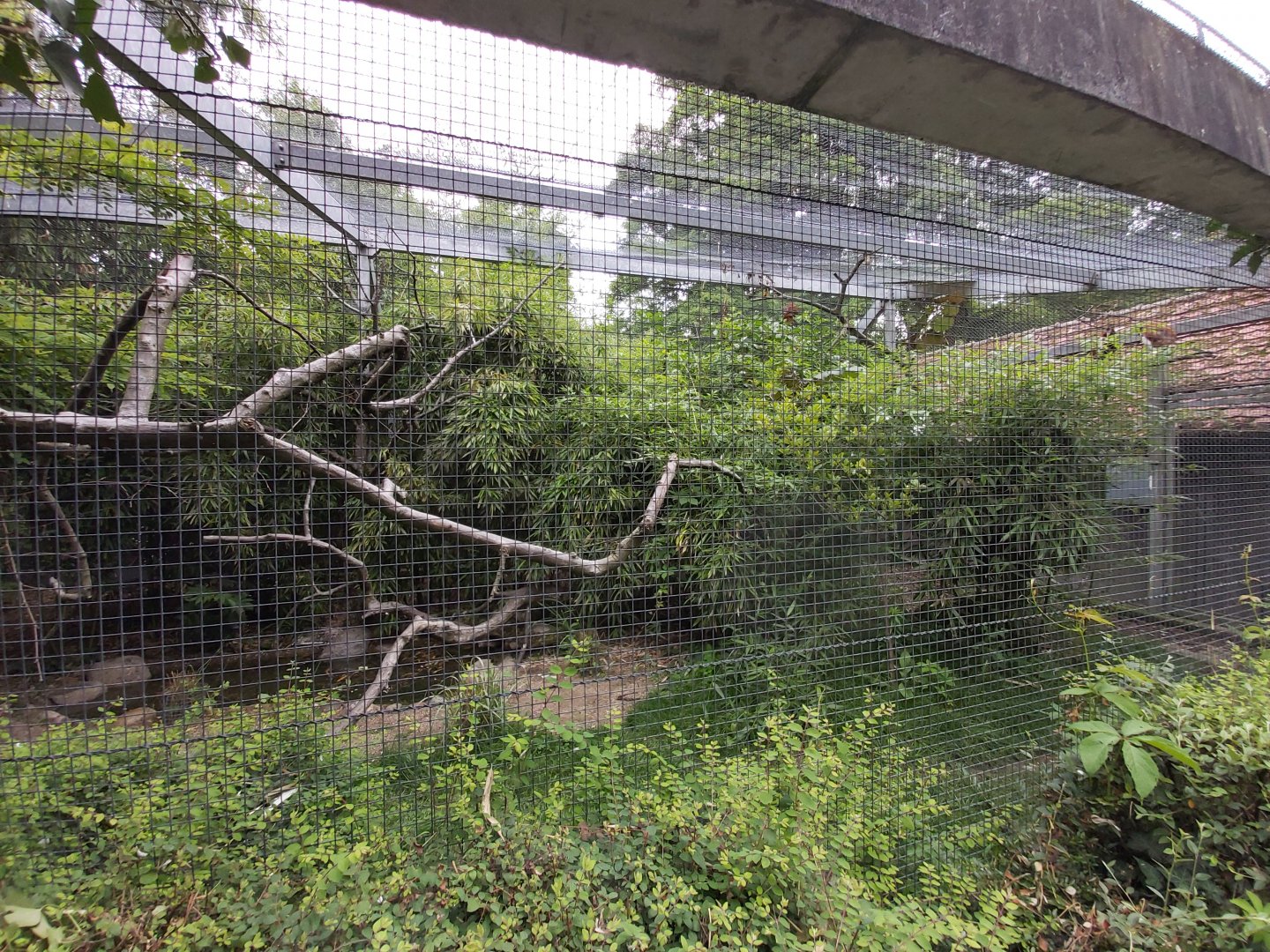 Pied imperial-pigeon aviary