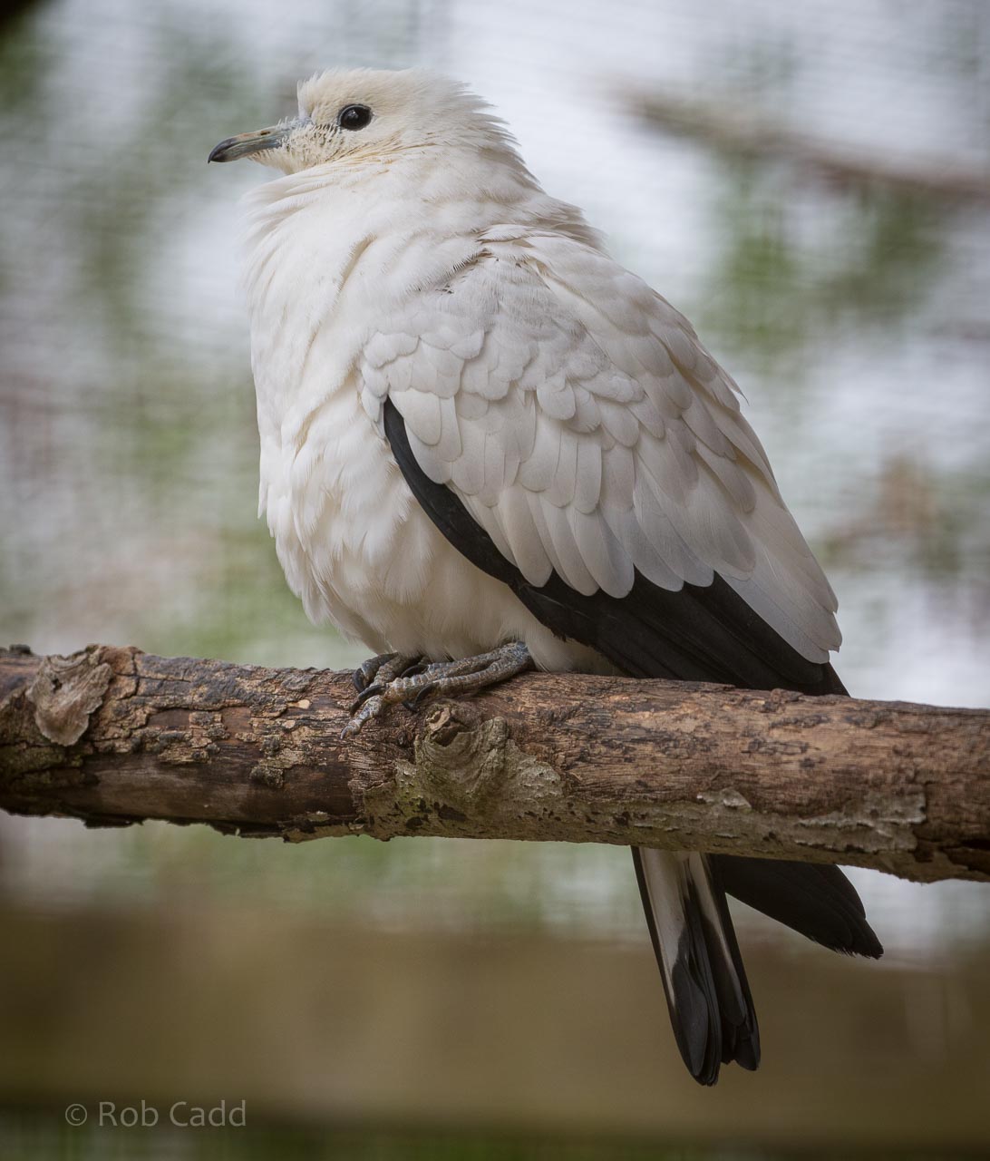 Pied imperial pigeon : Birdland : 19 Apr 2015