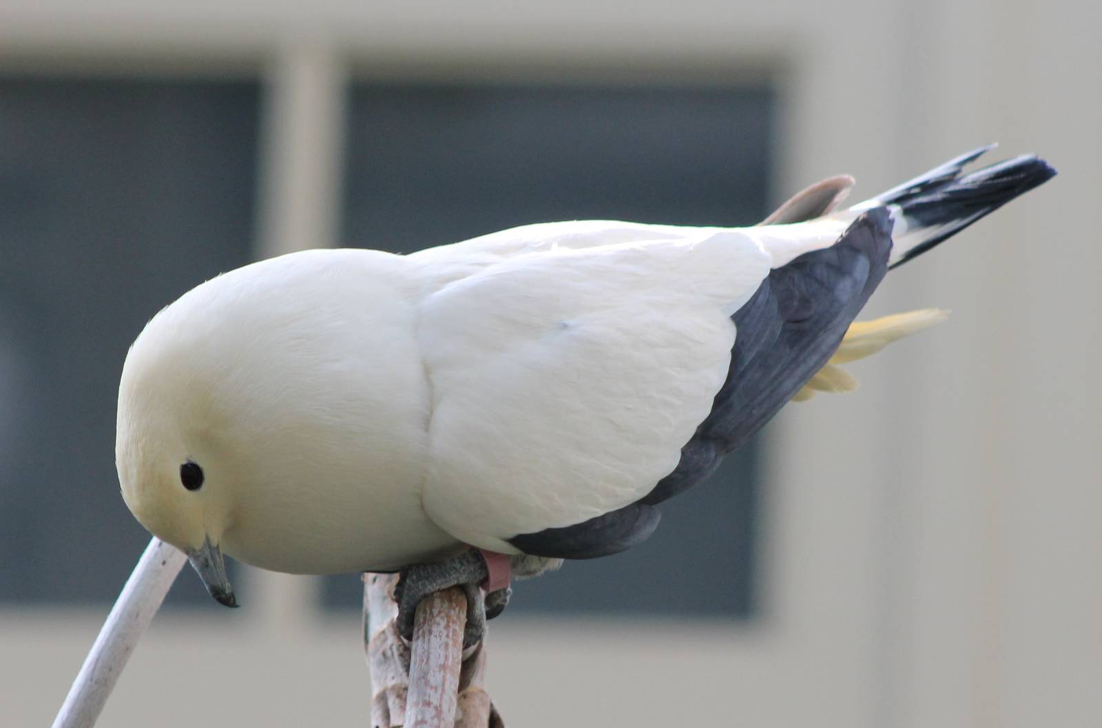 Pied imperial pigeon calling