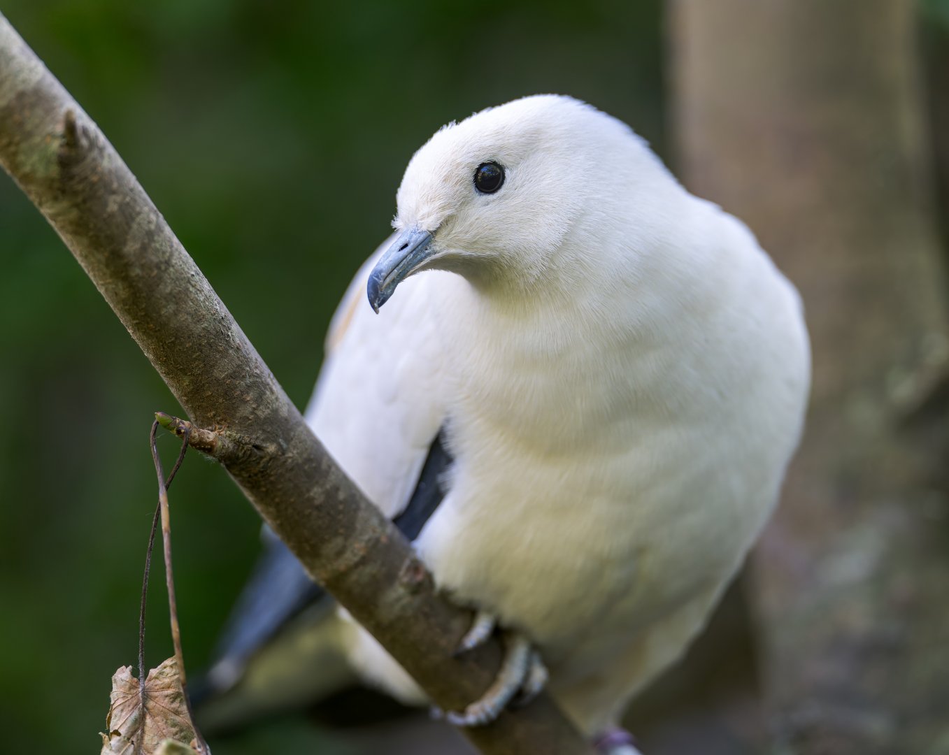 Pied Imperial Pigeon, Chester, UK