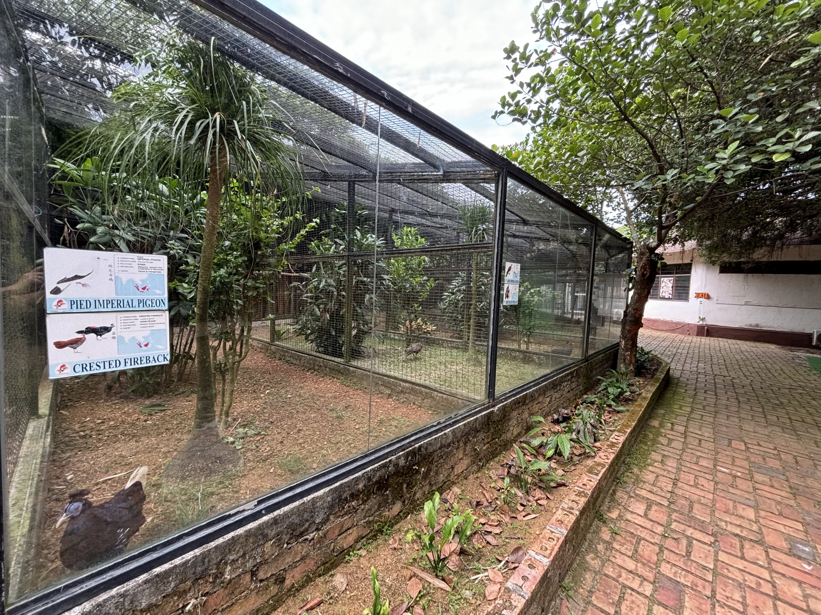 Pied Imperial Pigeon + Crested Fireback Aviary