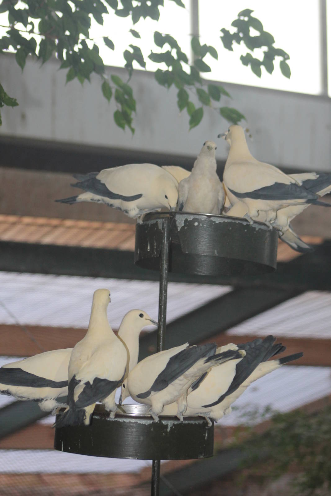 Pied Imperial Pigeon (Ducula bicolor) 12.12.12