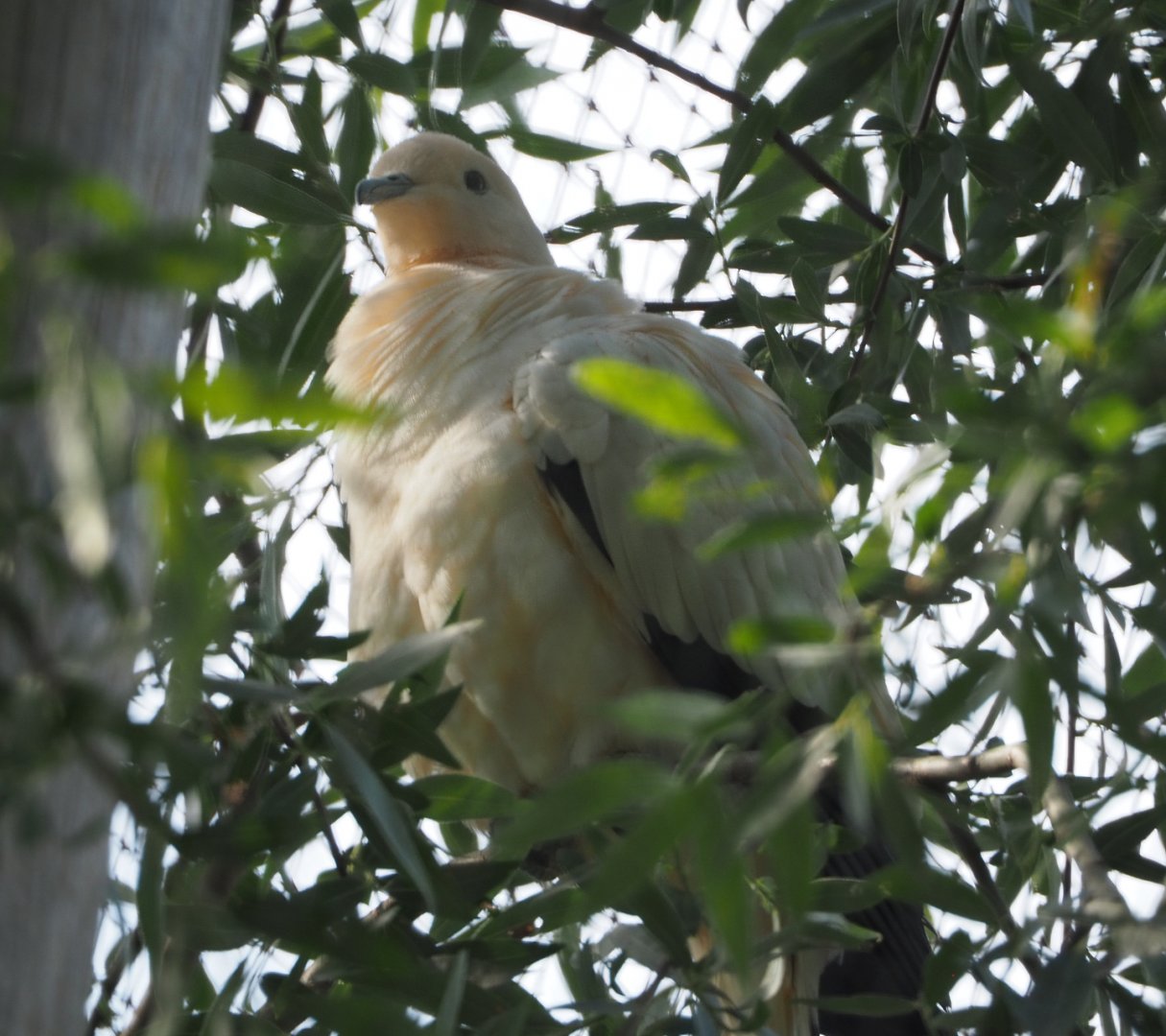 Pied Imperial Pigeon (Ducula bicolor), 2020-06-12