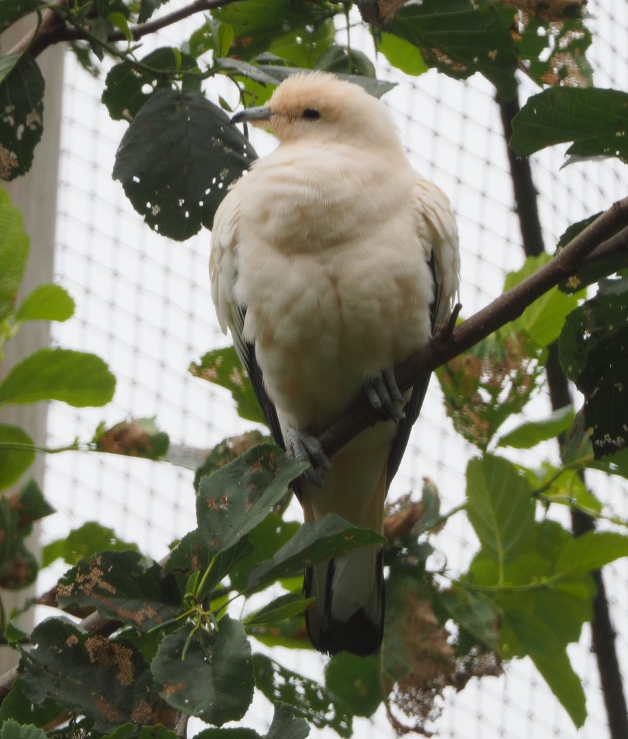 Pied Imperial Pigeon (Ducula bicolor), 2020-07-14