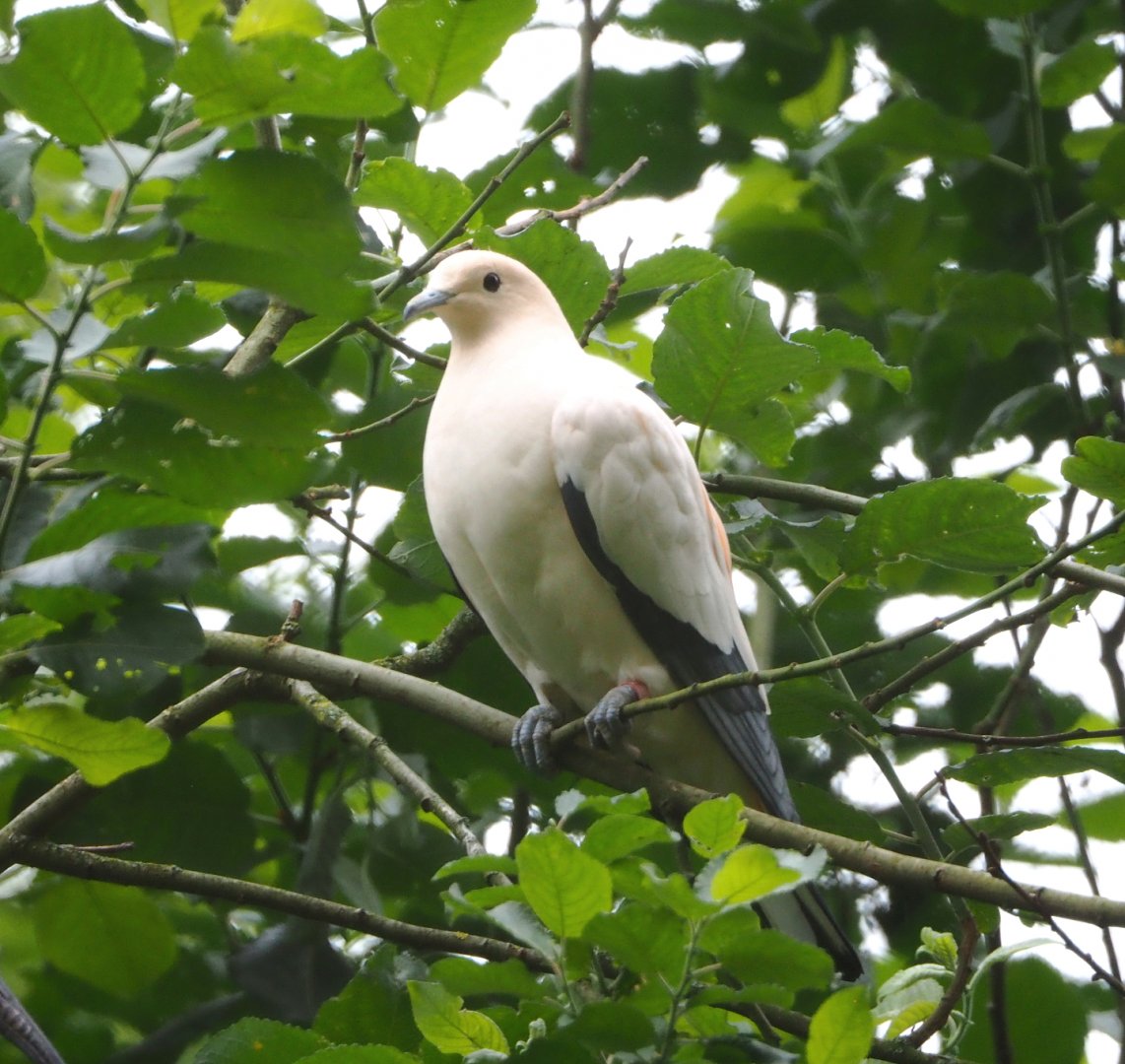 Pied imperial pigeon (Ducula bicolor), 2021-07-03