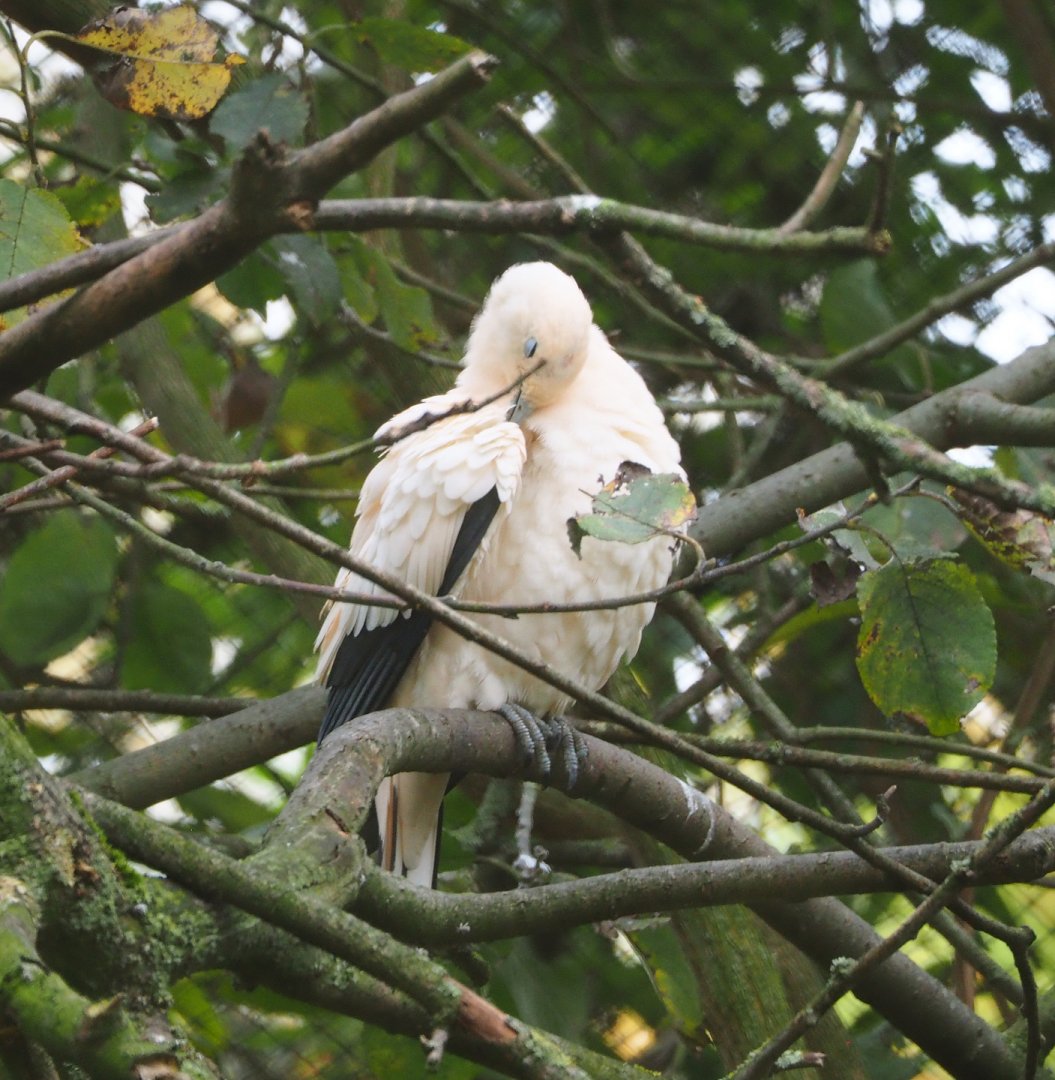 Pied imperial pigeon (Ducula bicolor), 2021-11-06