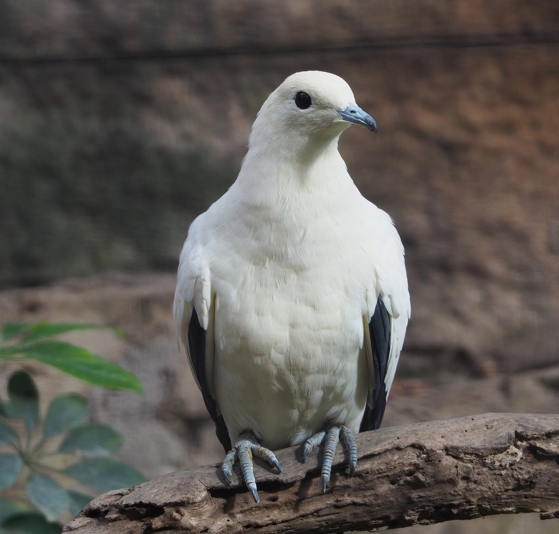 Pied Imperial pigeon (Ducula bicolor), 2022-07-16