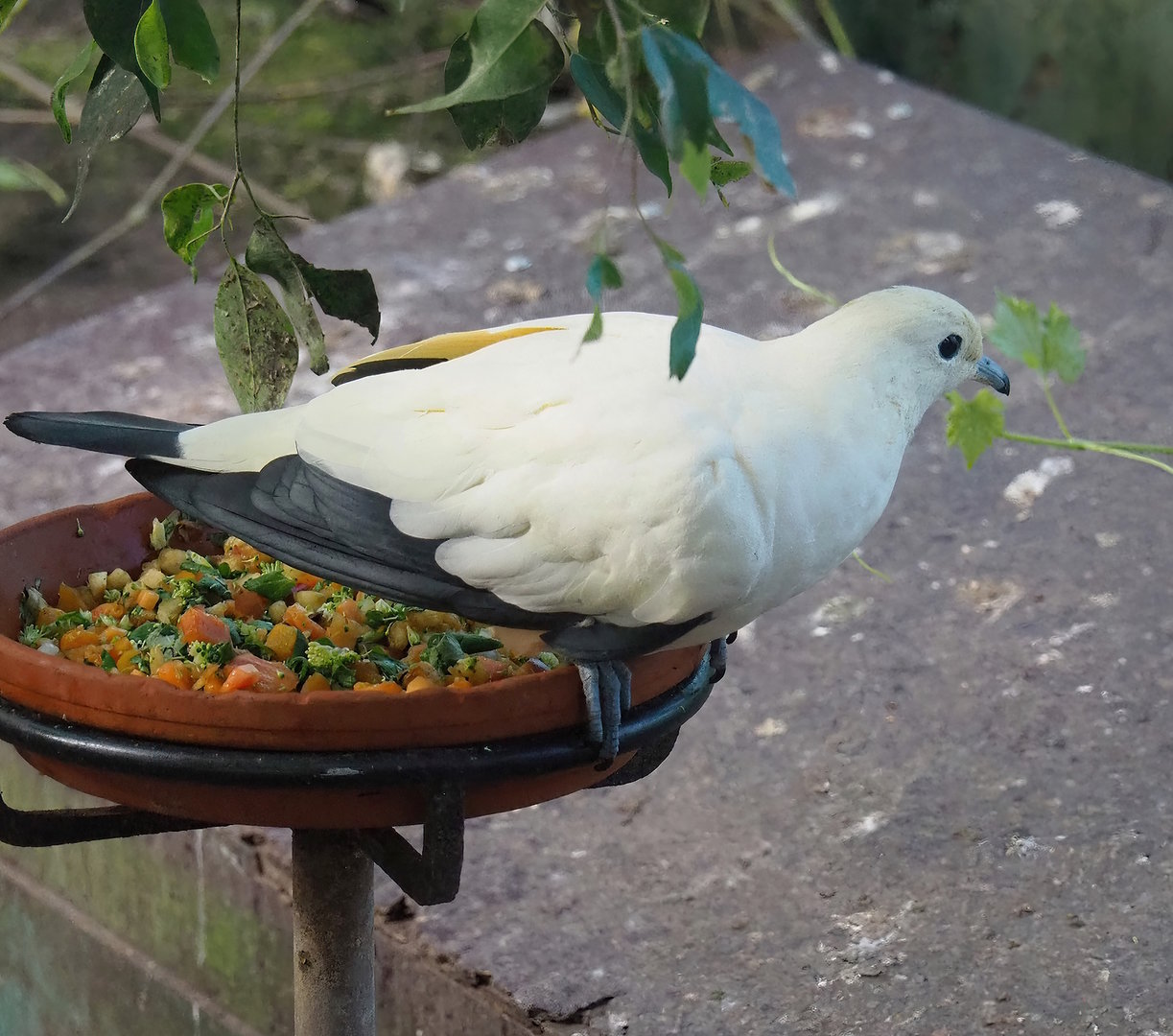 Pied imperial pigeon (Ducula bicolor), 2022-08-28