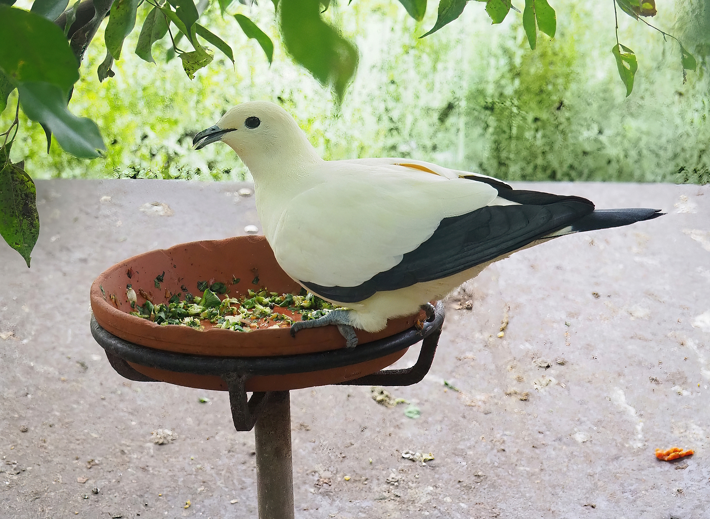 Pied imperial pigeon (Ducula bicolor), 2022-08-28