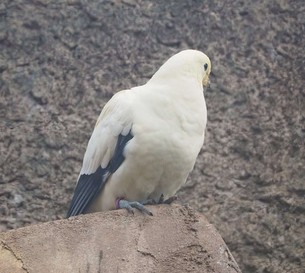 Pied imperial pigeon (Ducula bicolor), 2022-09-12