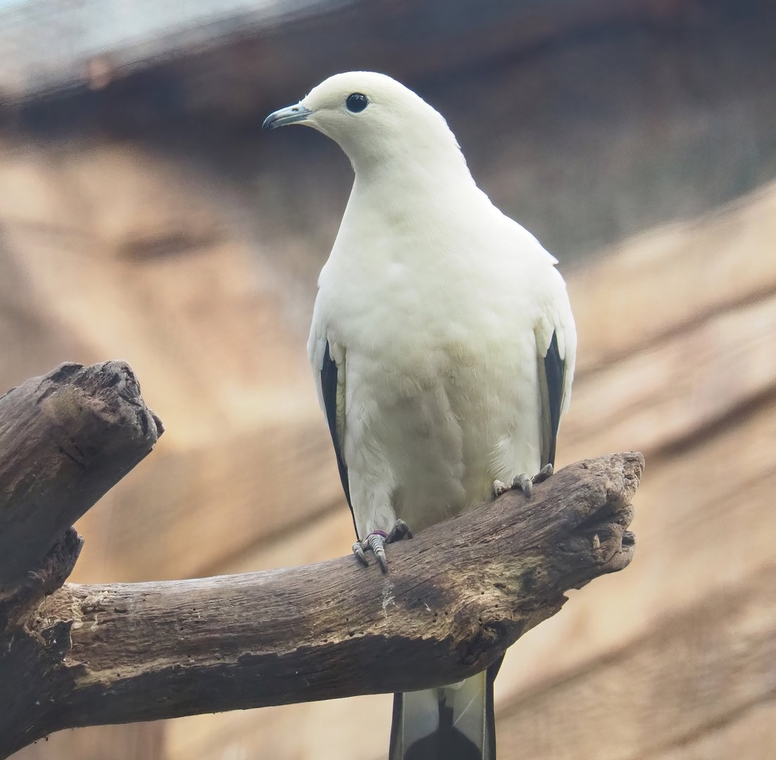Pied imperial pigeon (Ducula bicolor), 2022-10-19