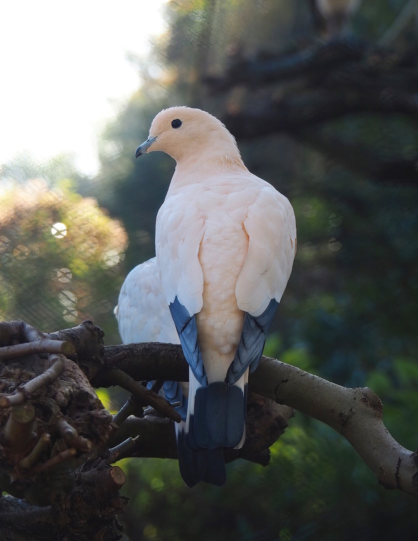 Pied imperial pigeon (Ducula bicolor), 2022-11-12