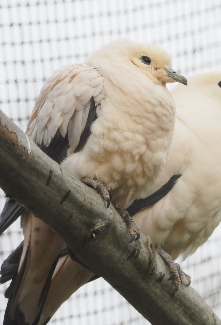 Pied imperial pigeon (Ducula bicolor), 2023-03-28