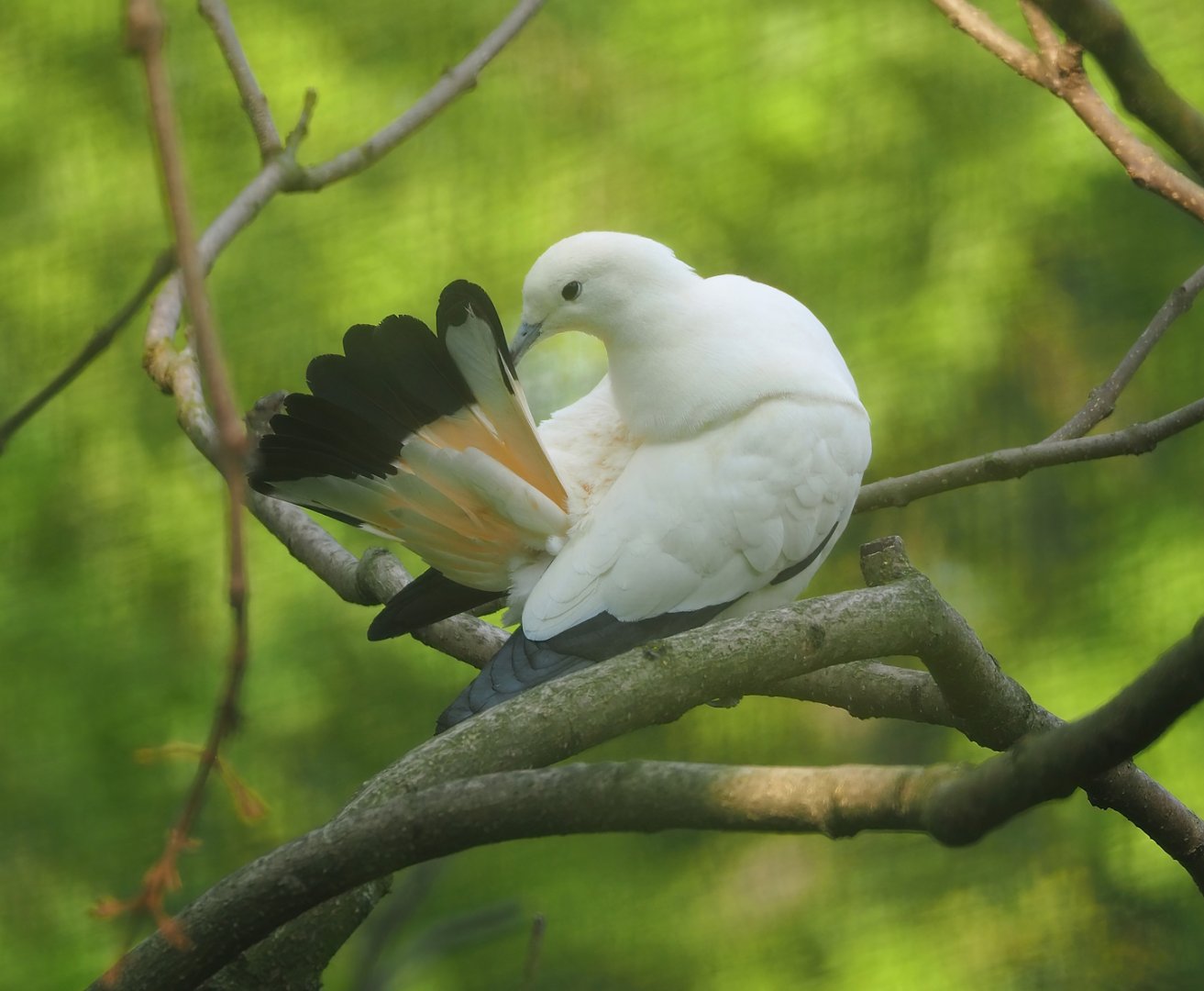 Pied imperial pigeon (Ducula bicolor), 2023-05-13