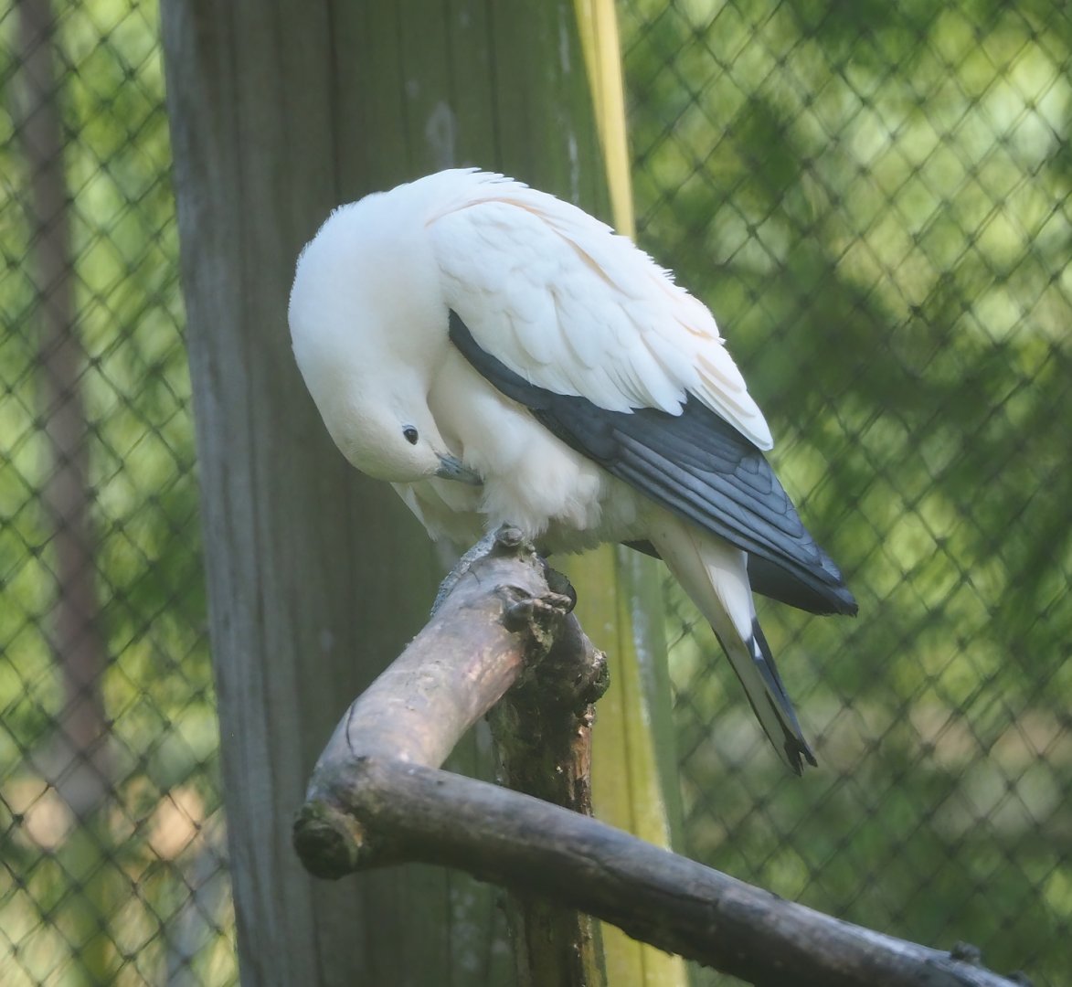 Pied imperial pigeon (Ducula bicolor), 2023-06-04
