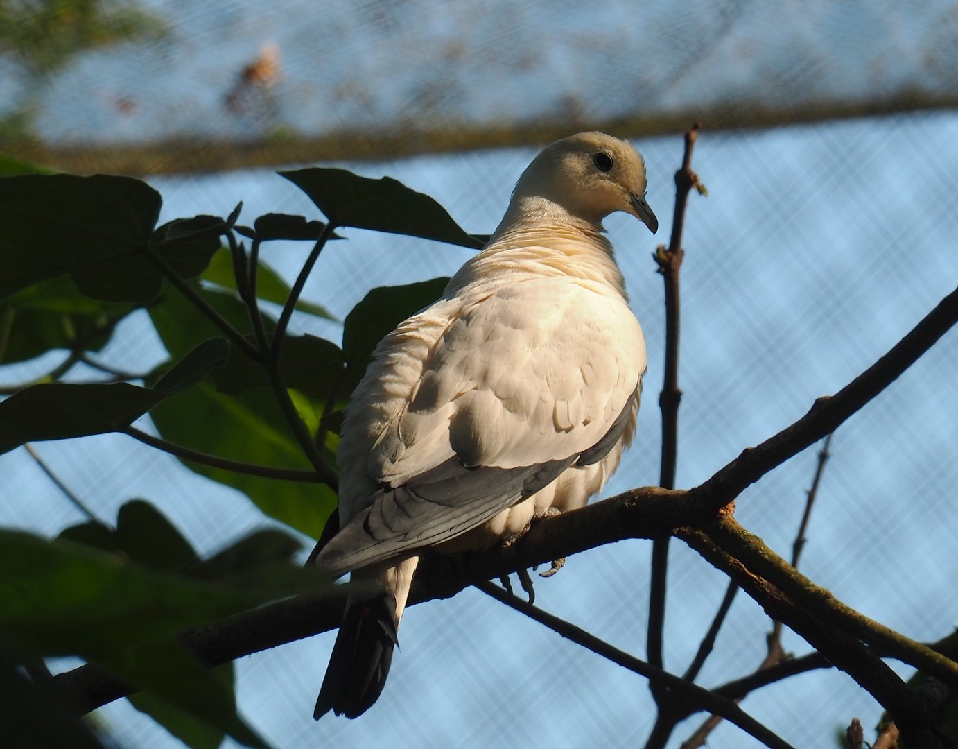 Pied imperial pigeon (Ducula bicolor), 2023-07-08