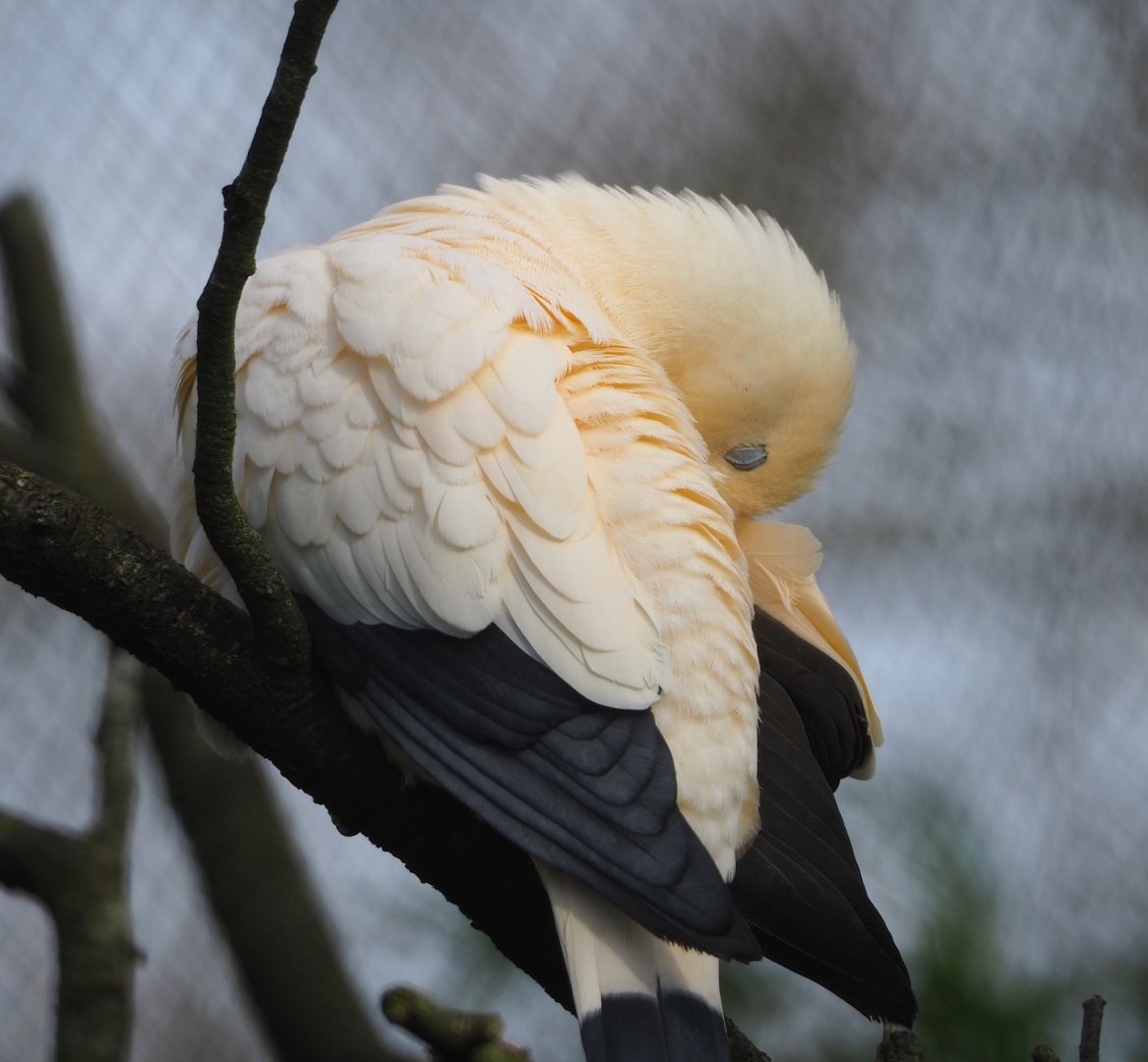 Pied imperial pigeon (Ducula bicolor), 2024-03-04