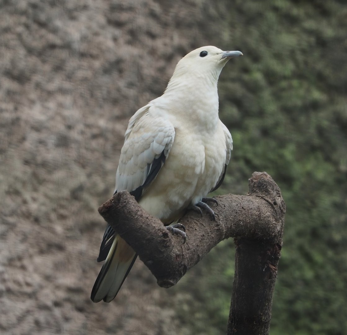 Pied imperial pigeon (Ducula bicolor), 2024-03-04