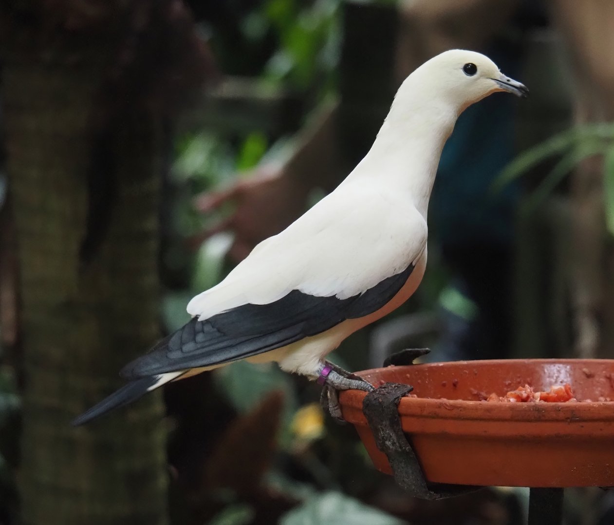 Pied imperial pigeon (Ducula bicolor), 2024-05-22