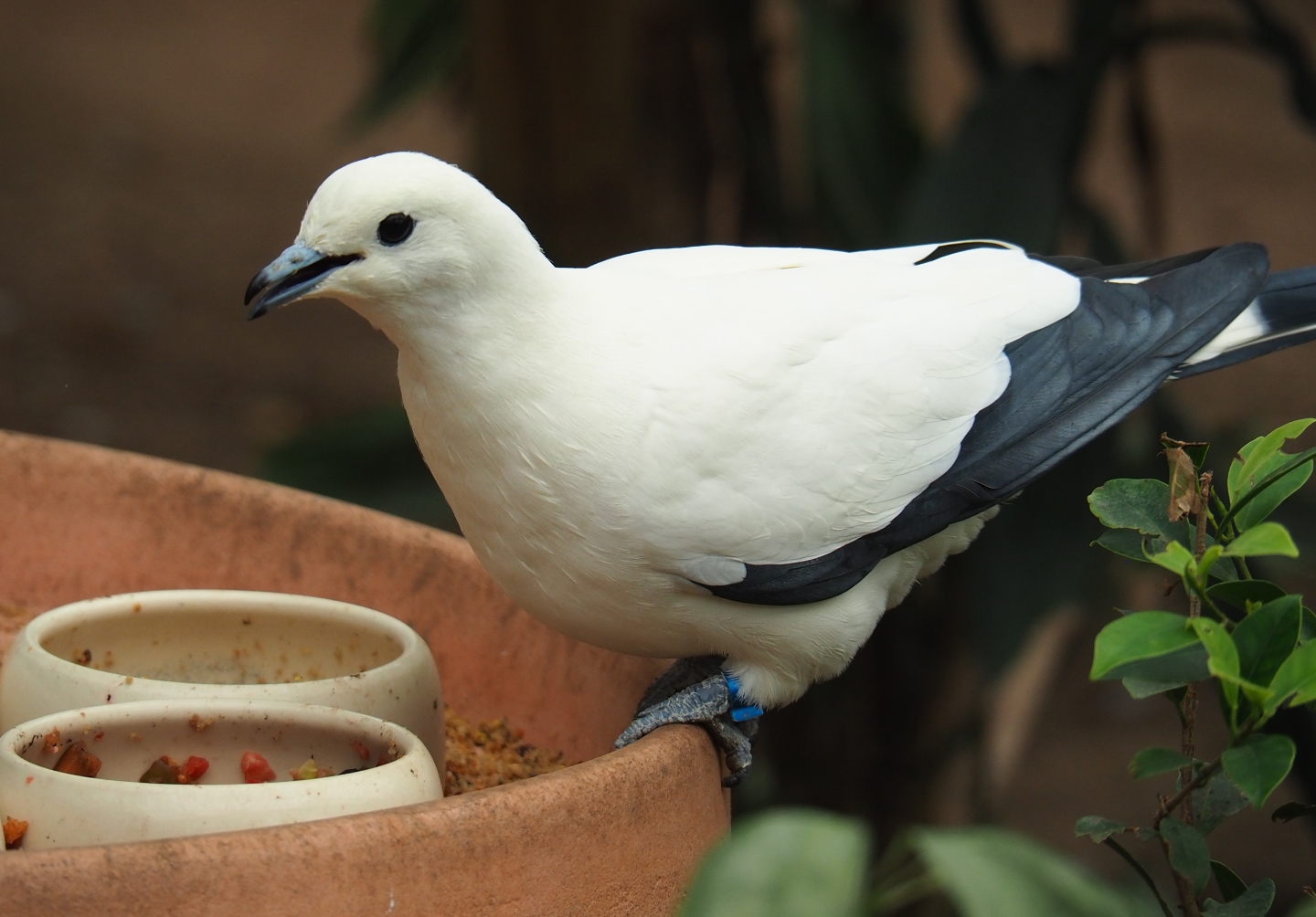 Pied imperial pigeon (Ducula bicolor), Aug 28th, 2018